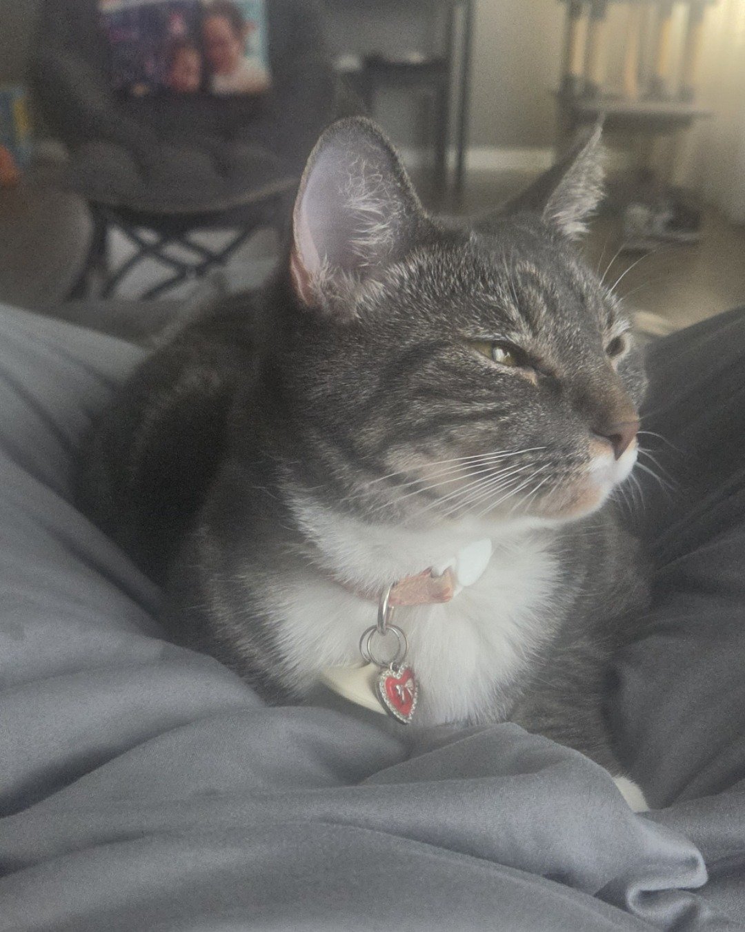 L the Tabby. Couch, Furniture, Accessories, Cat, Person