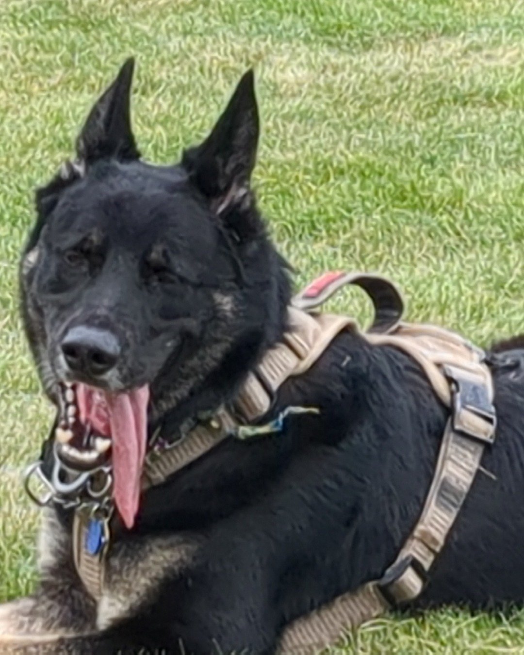 Spike the German Shepherd. Dog, Police Dog, Grass, Plant