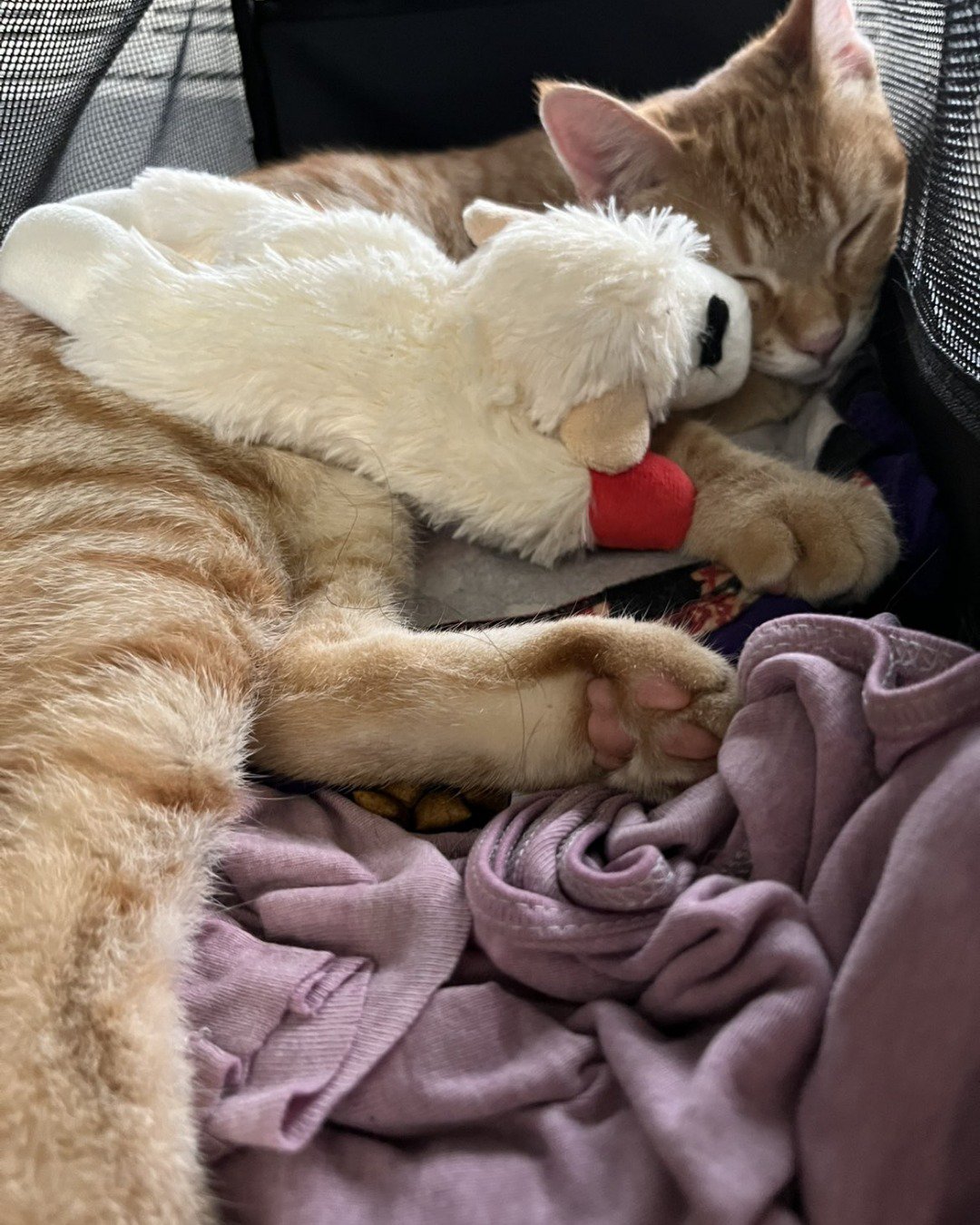 Snarfy the orange tabby. Couch, Furniture, Blanket, Person, Sleeping, Cat