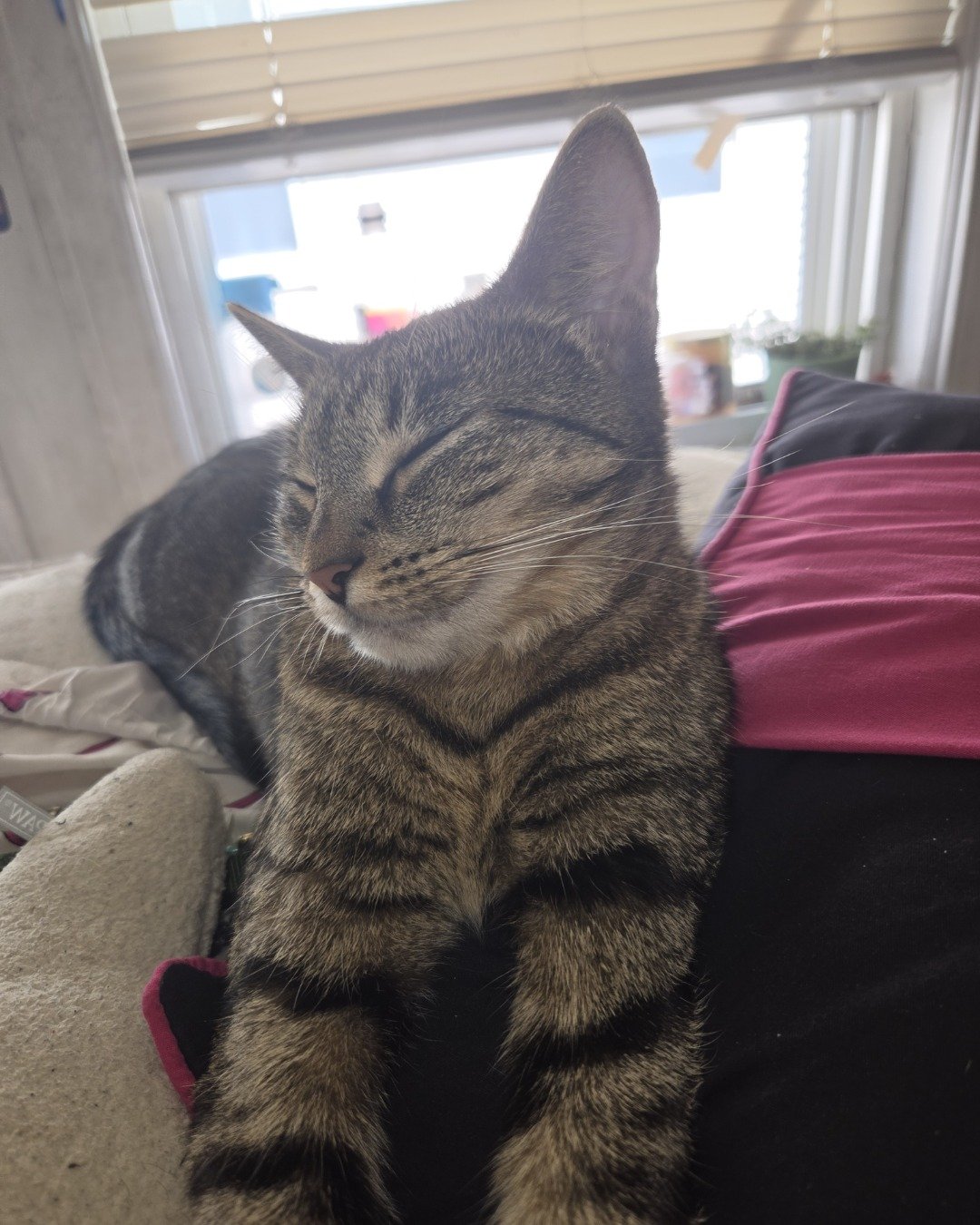 Bella the tabby I think. Cushion, Home Decor, Couch, Furniture, Cat, Architecture