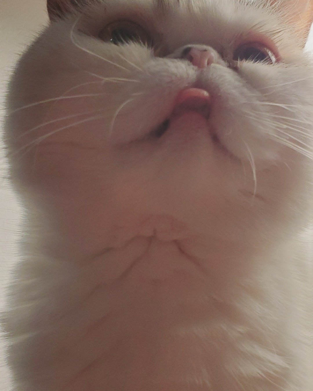 Callie the Exotic Shorthaired Calico Persian. Cat, Kitten, Angora, Person