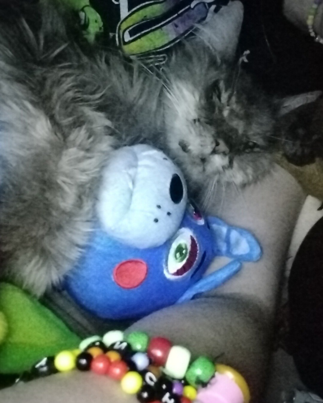 Ozzy. Plush, Toy, Person, Couch, Furniture, Cat