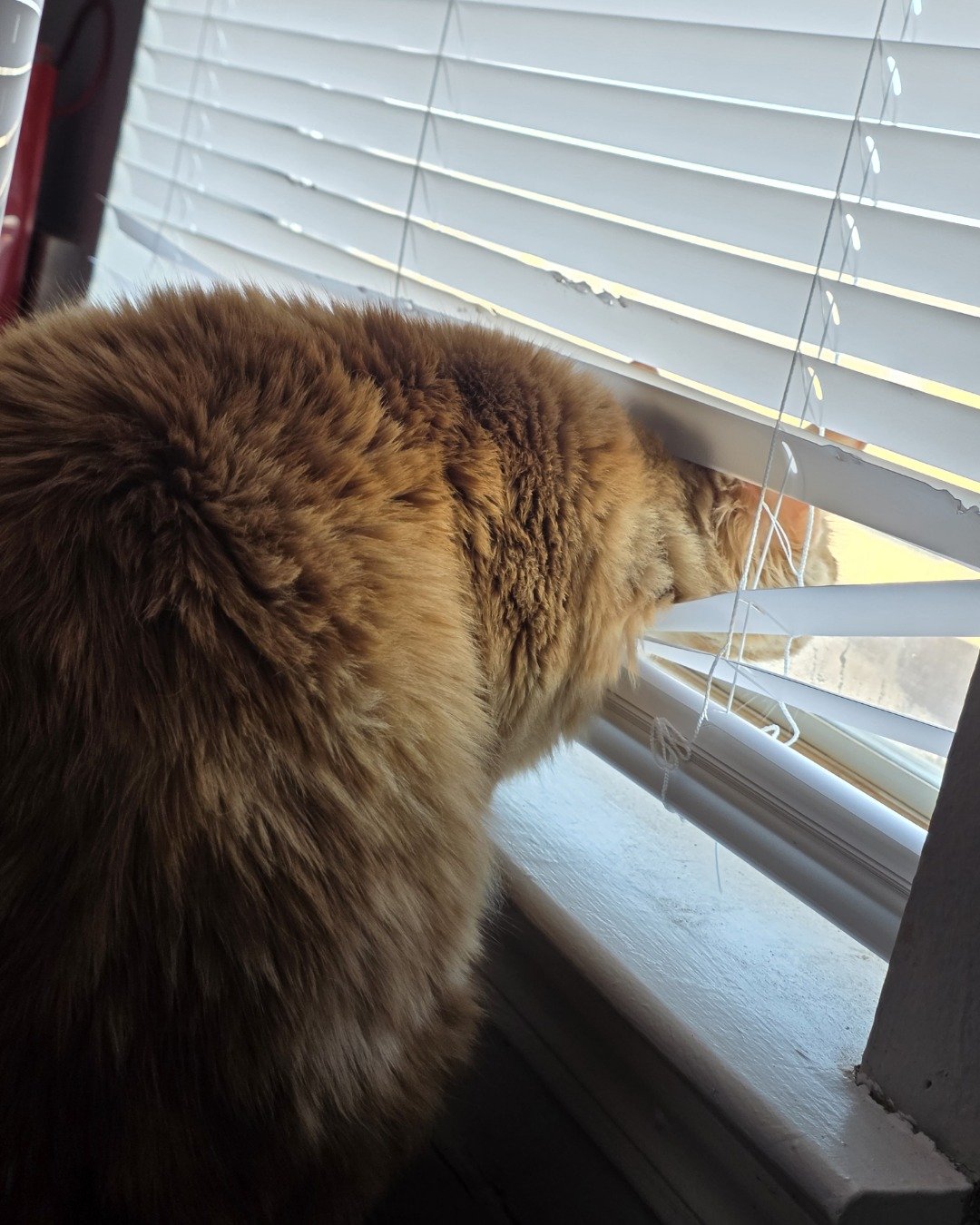 Jean-Luc the Orange Domestic Longhair. Curtain, Home Decor, Window Shade, Window, Cat