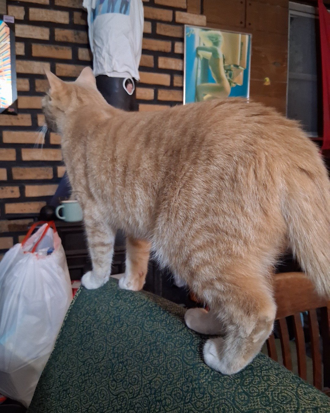 Mr. Orange. Indoors, Interior Design, Cat, Manx, Person, Cup