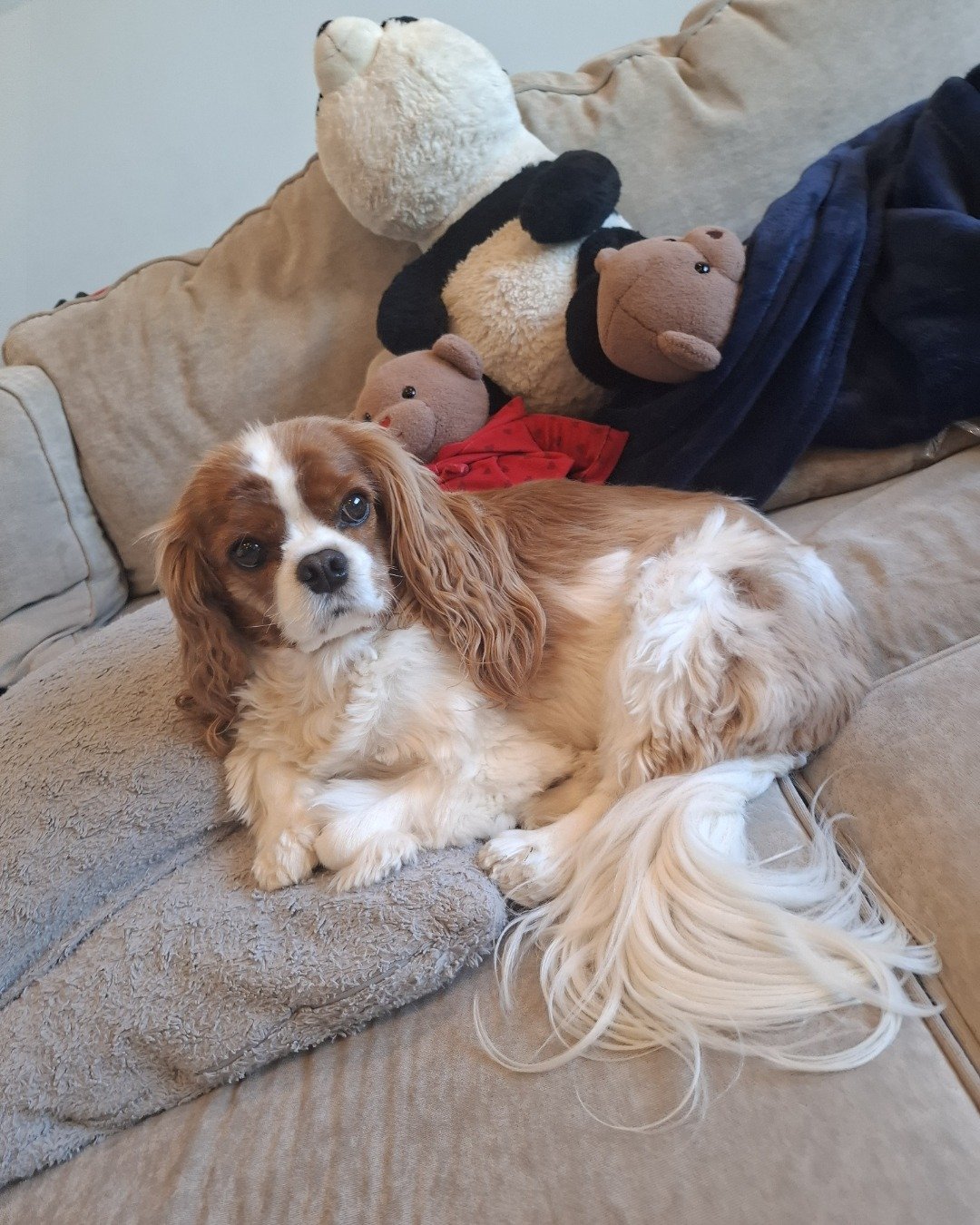Arya the Cavalier King Charles Spaniel. Couch, Furniture, Cushion, Home Decor, Dog, Puppy