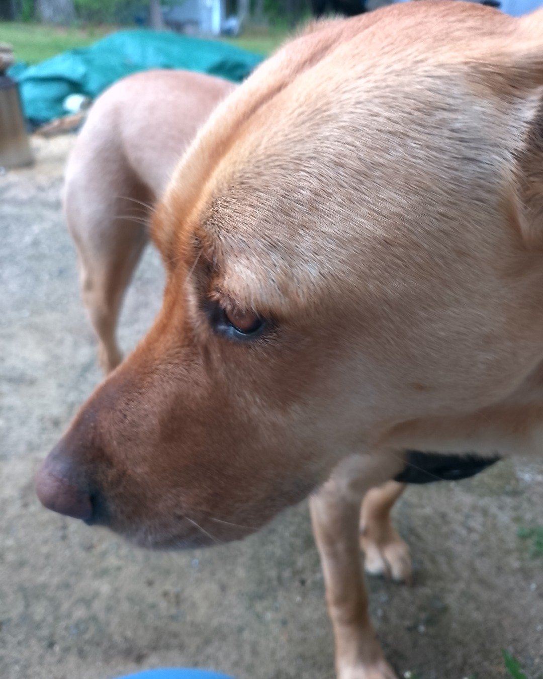 Manny the Mutt. Dog, Hound, Labrador Retriever, Puppy