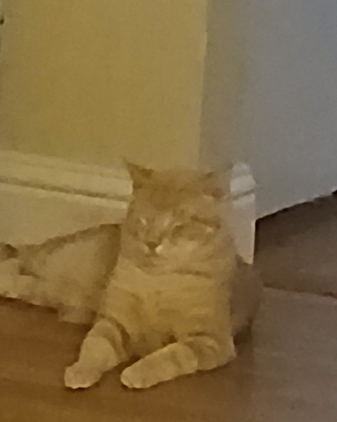 Nacho. Cat, Kitten