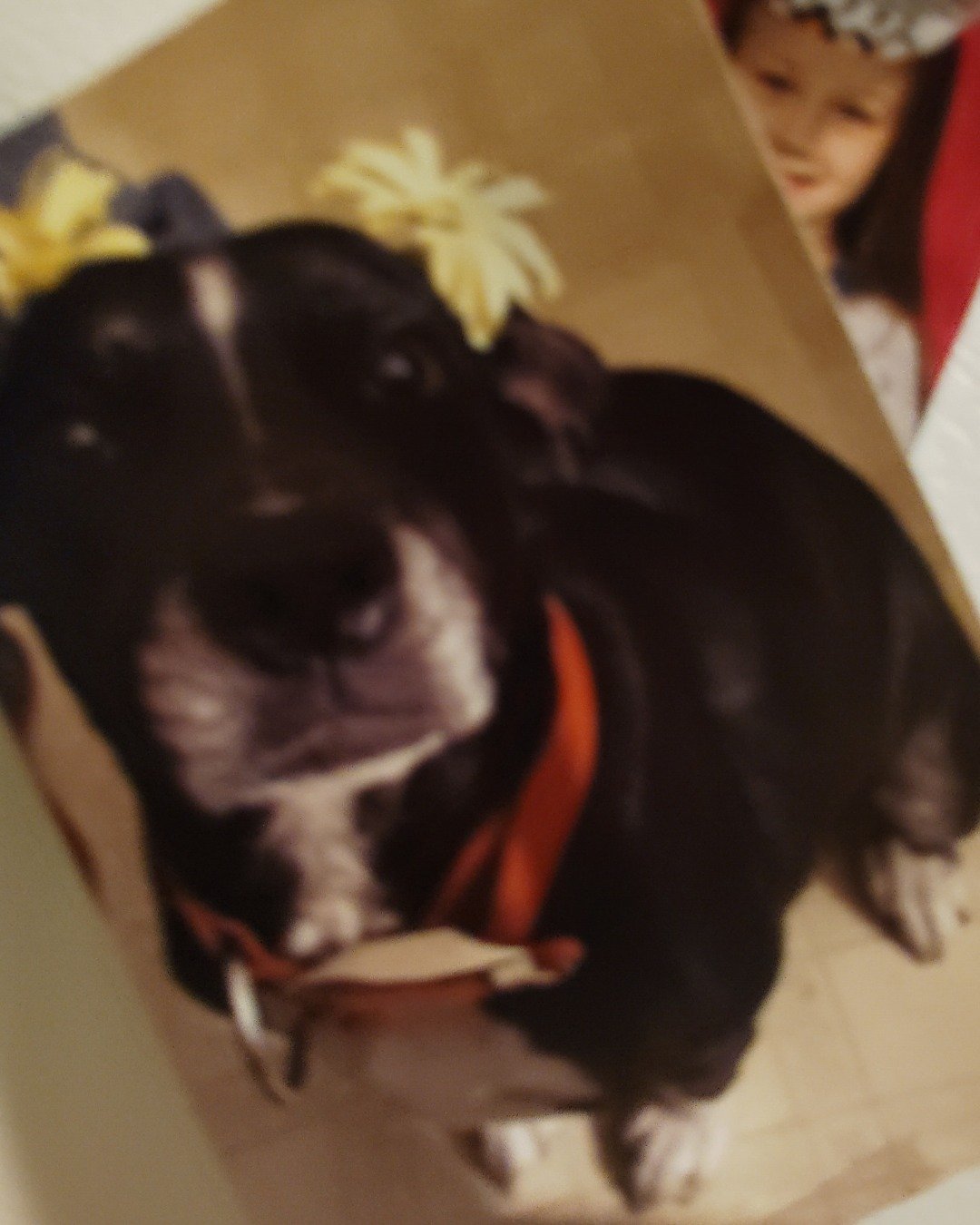 Daisy the Pitbull. Dog, Hound, Puppy, Person