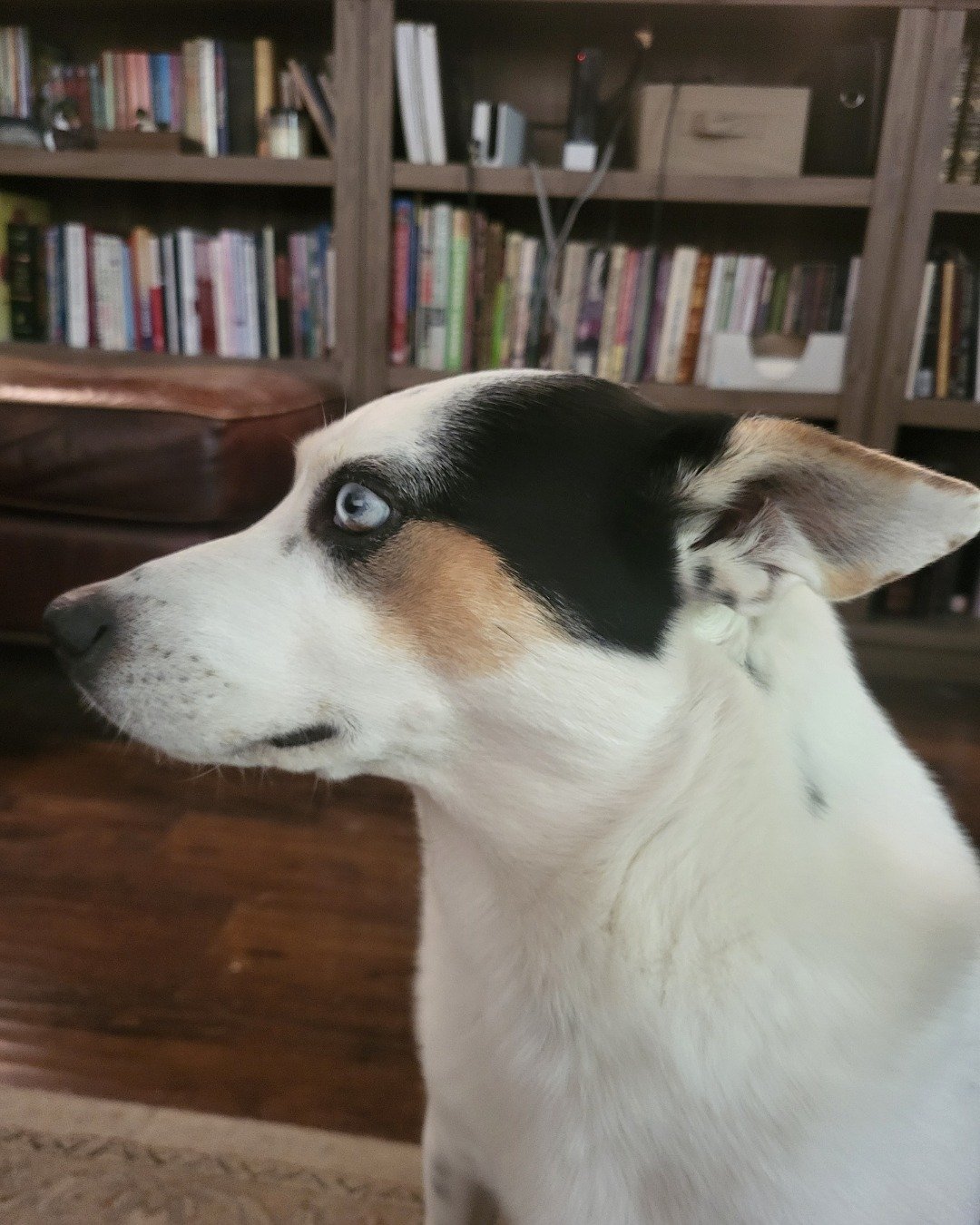 Billy the 1/4 Chihuahua 3/4 Queensland healer. Book, Indoors, Library, Publication, Furniture, Interior Design