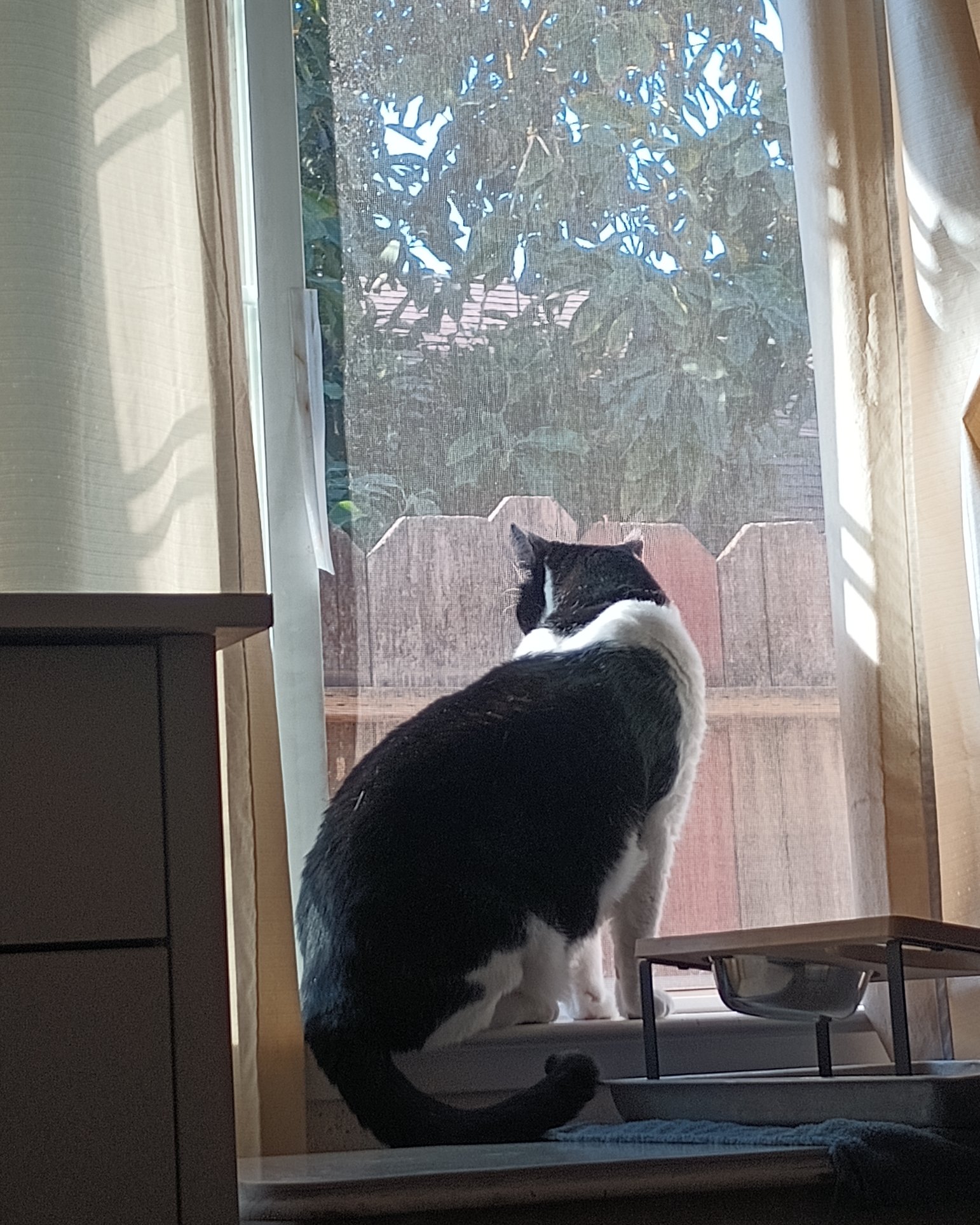 Zeke the Tuxedo. Window, Windowsill, Cat