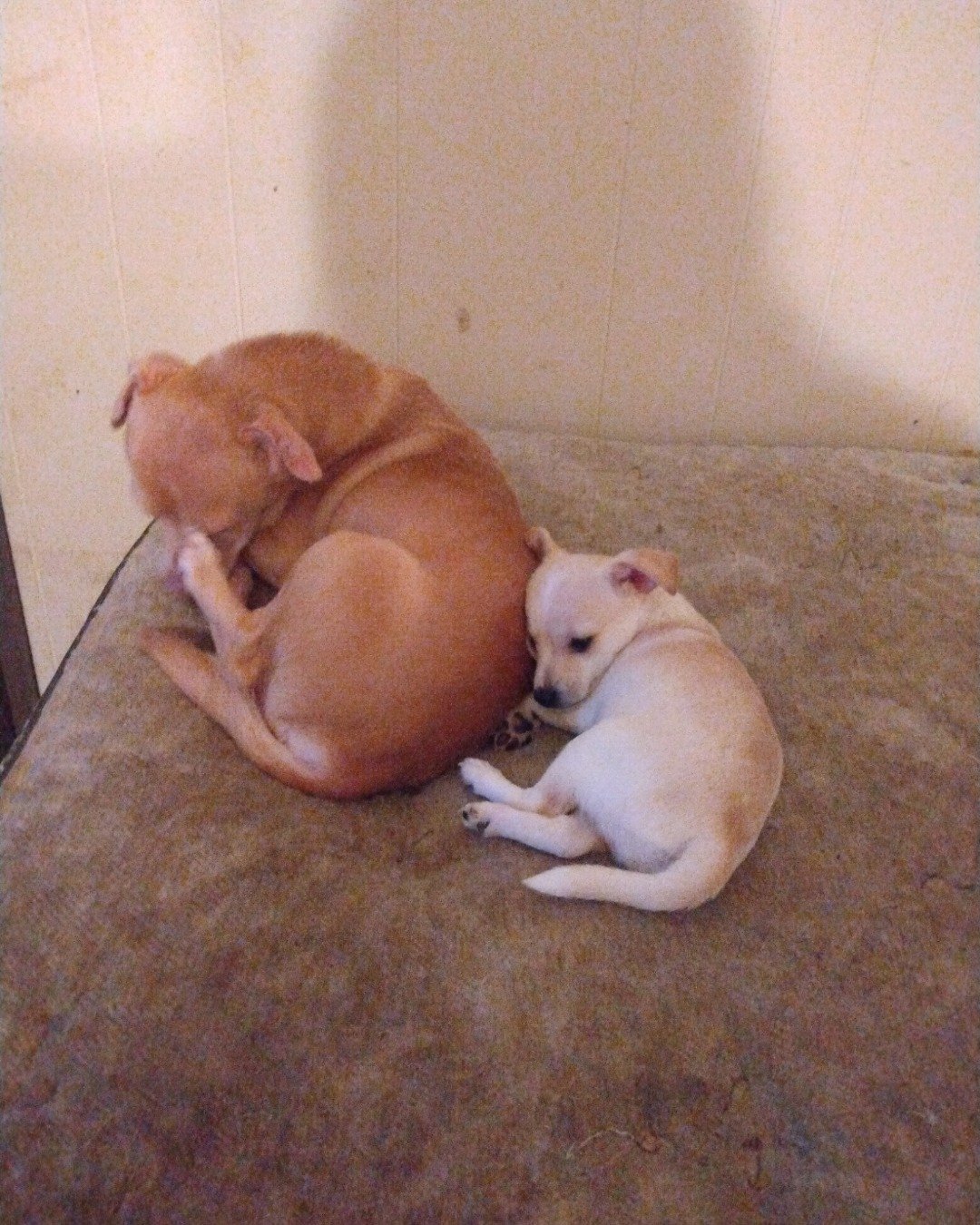 Sammy. Dog, Puppy, Labrador Retriever