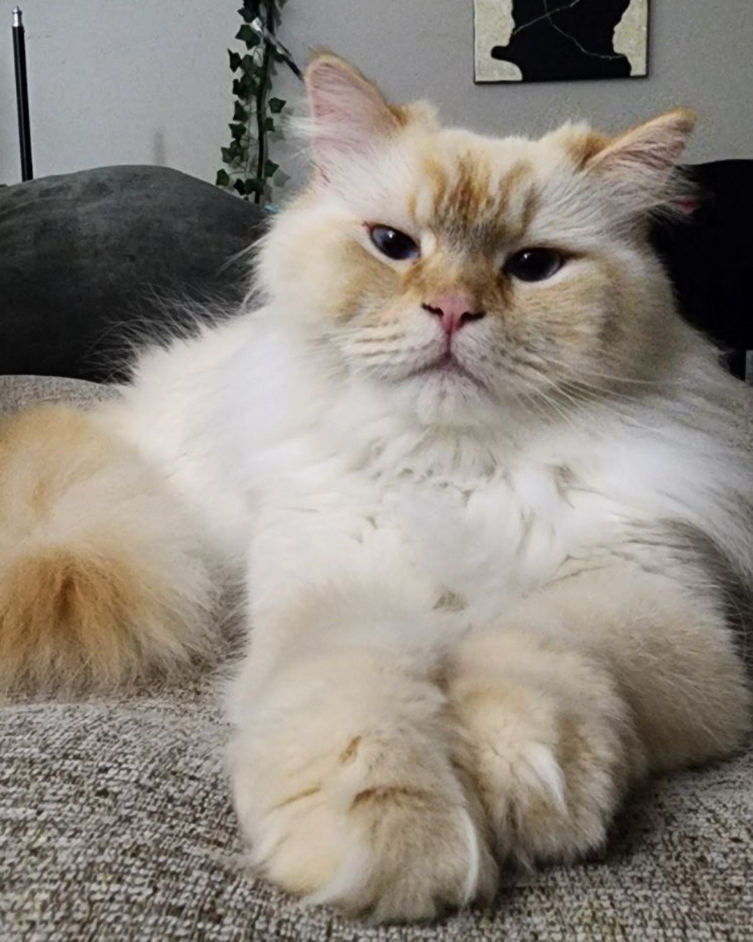 Leo the Persian Ragdoll. Angora, Cat, Kitten