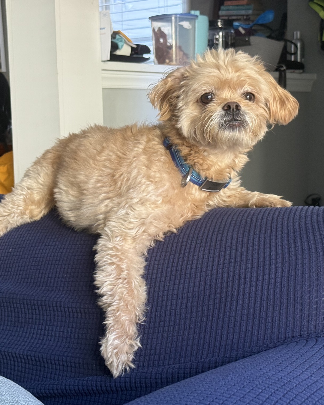 Chewie the Peekapoo. Couch, Furniture, Dog, Puppy, Cushion, Home Decor