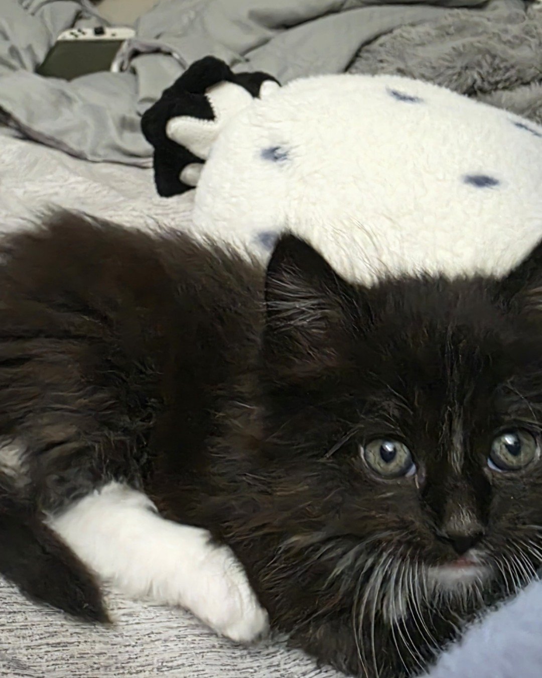 Andy. Cat, Kitten, Blanket