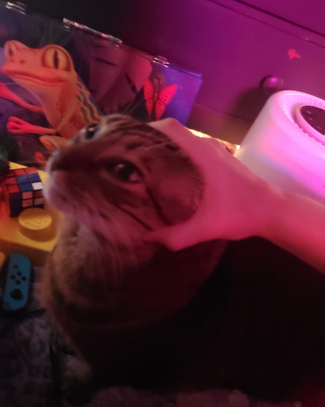 Leia Marie Johnson😊 the brown and black tabby cat. Purple, Person, Cat, Kitten, Lighting