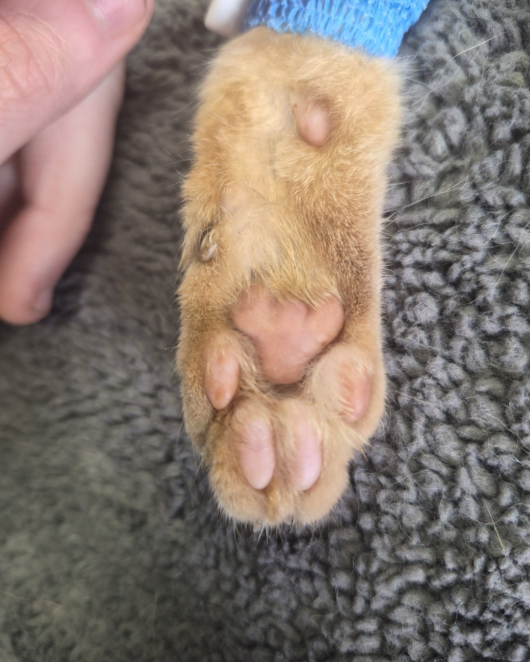 Danny / Orange Slice the Domestic Shorthair — Orange Tabby. Electronics, Hardware, Body Part, Finger, Hand, Person