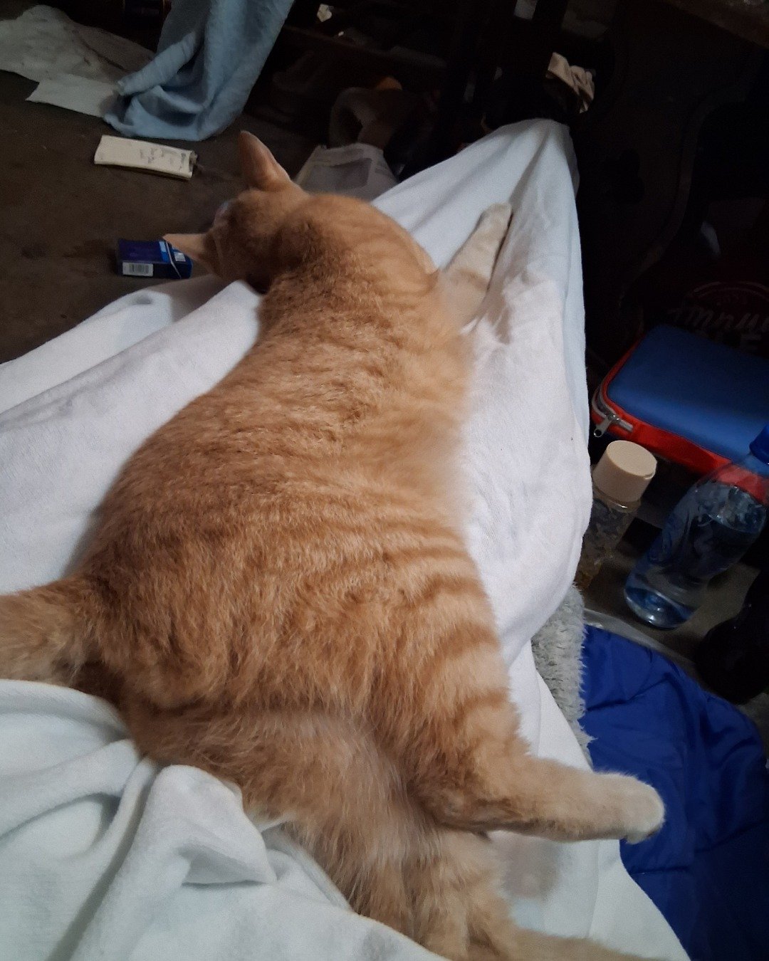 Mr. Orange. Person, Sleeping, Couch, Furniture, Cat, Cushion