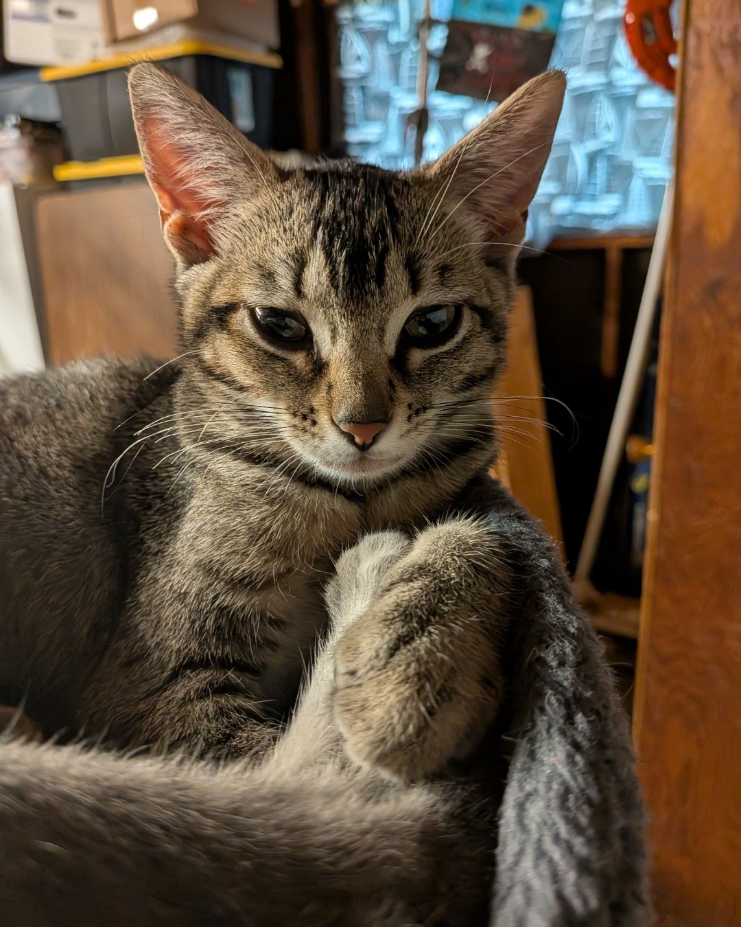 Peanut the American Short hair. Abyssinian, Cat