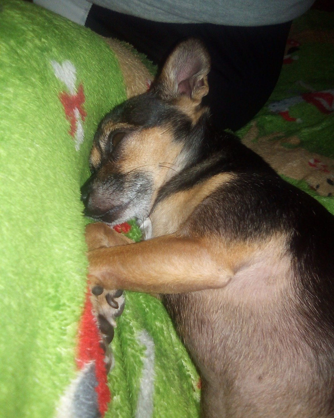 pop pop the Chihuahua. Dog, Puppy, Person, Sleeping, Hound, German Shepherd