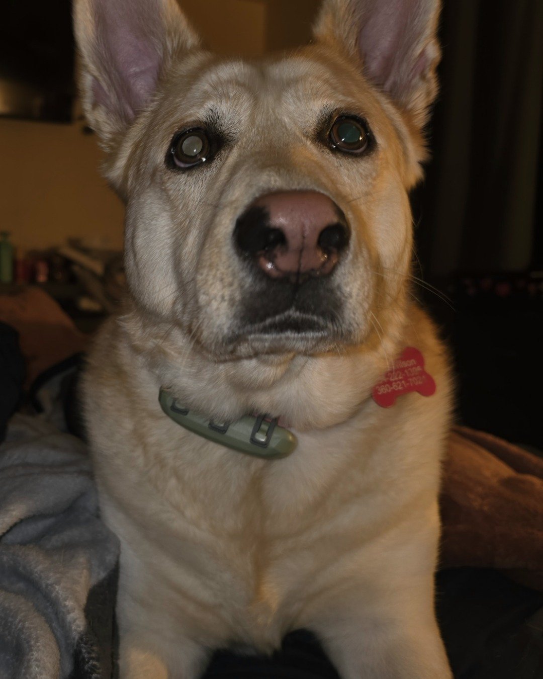 Bella the Labsky. Dog, Husky, Puppy
