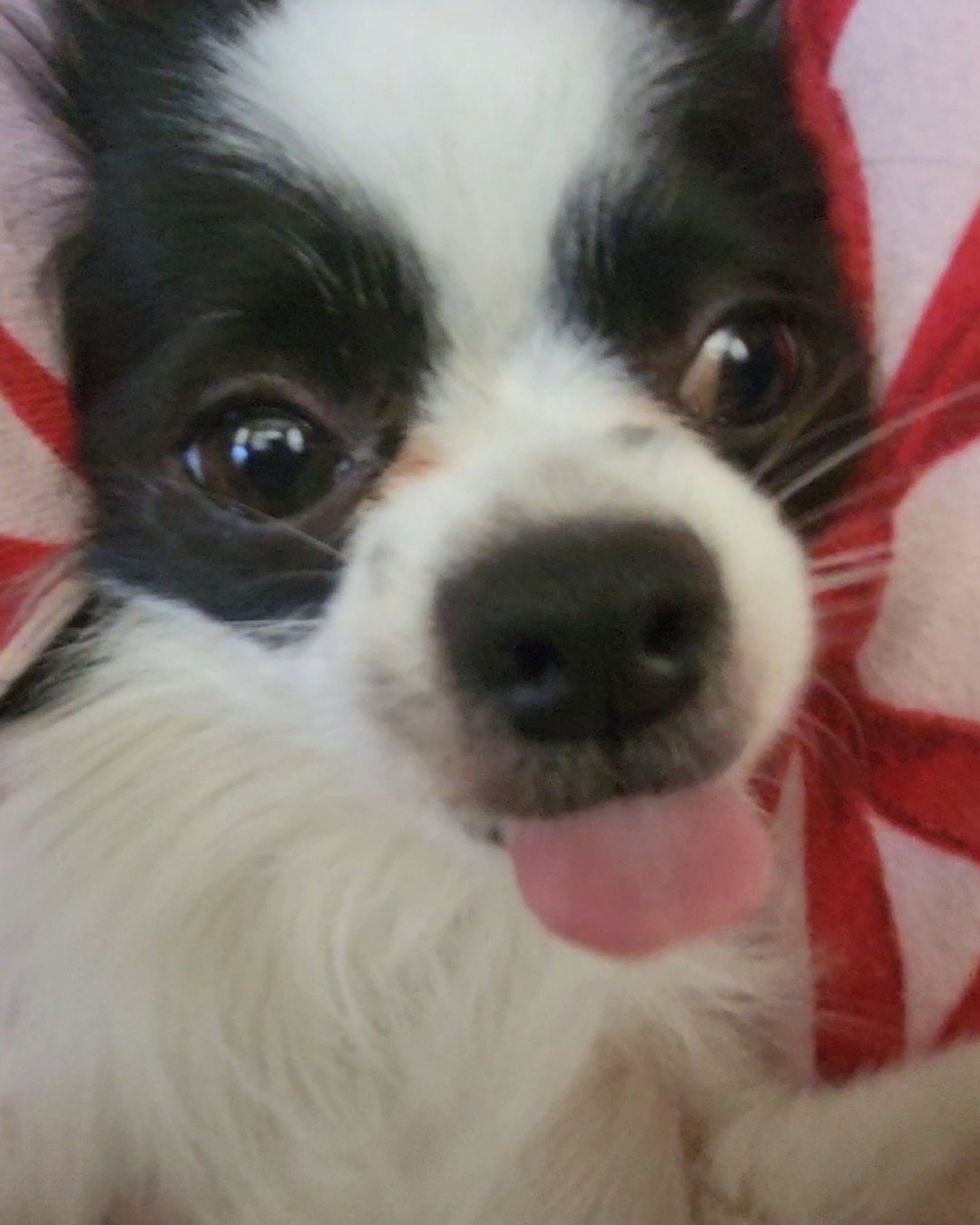 Danny the Long haired Chihuahua. Dog, Puppy