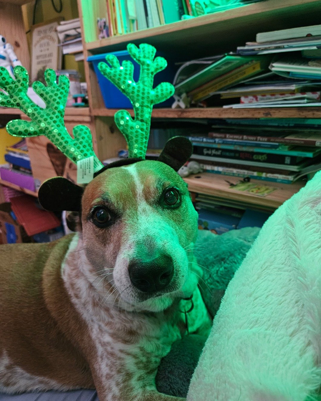 Turbo the Red heeler. Indoors, Interior Design, Dog, Puppy, Furniture, Architecture