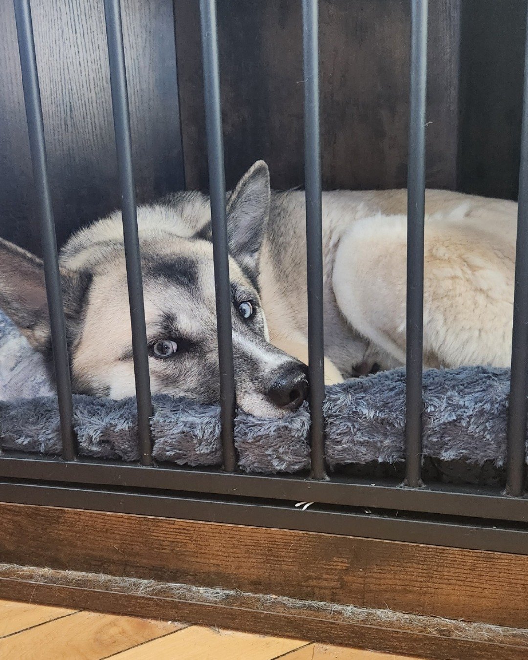 remi the Siberian husky × akita. Dog, Husky, Den, Indoors, Bear, Dog House