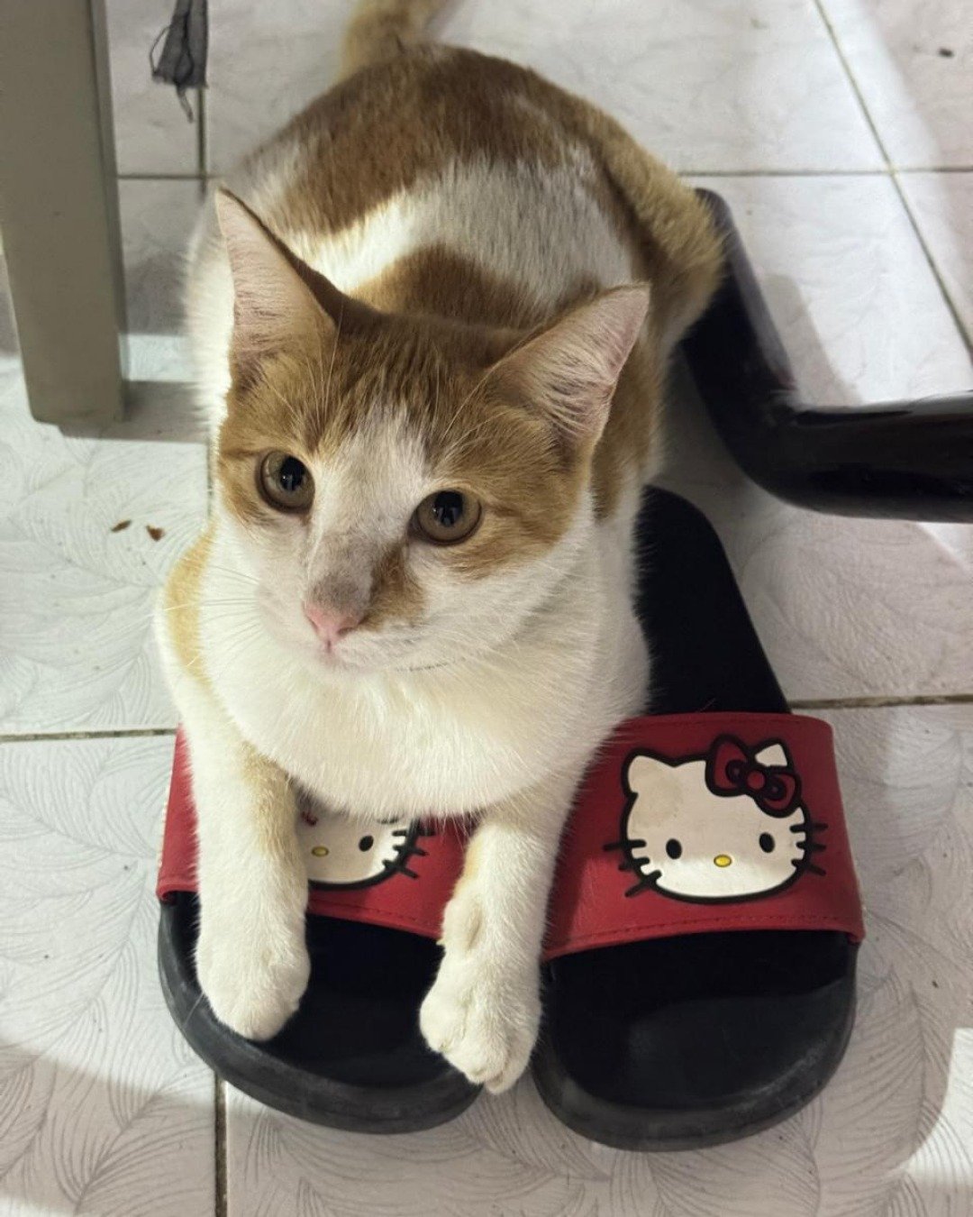 Mango. Cat