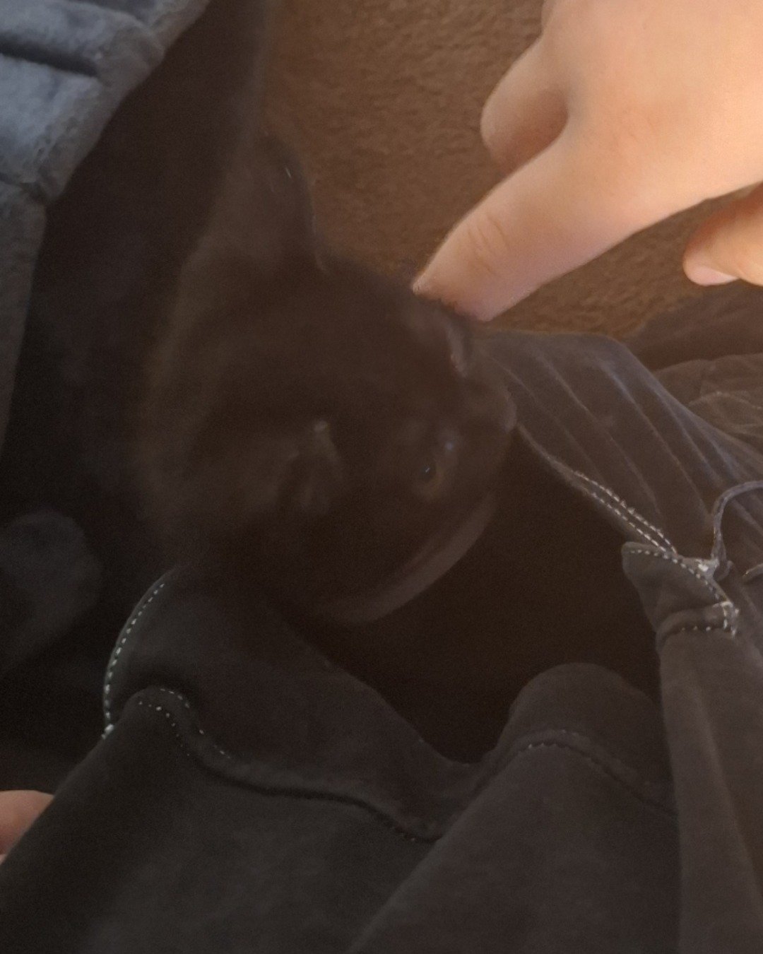 Aries the Black cat. Person, Cat, Kitten, Clothing, Coat, Jacket