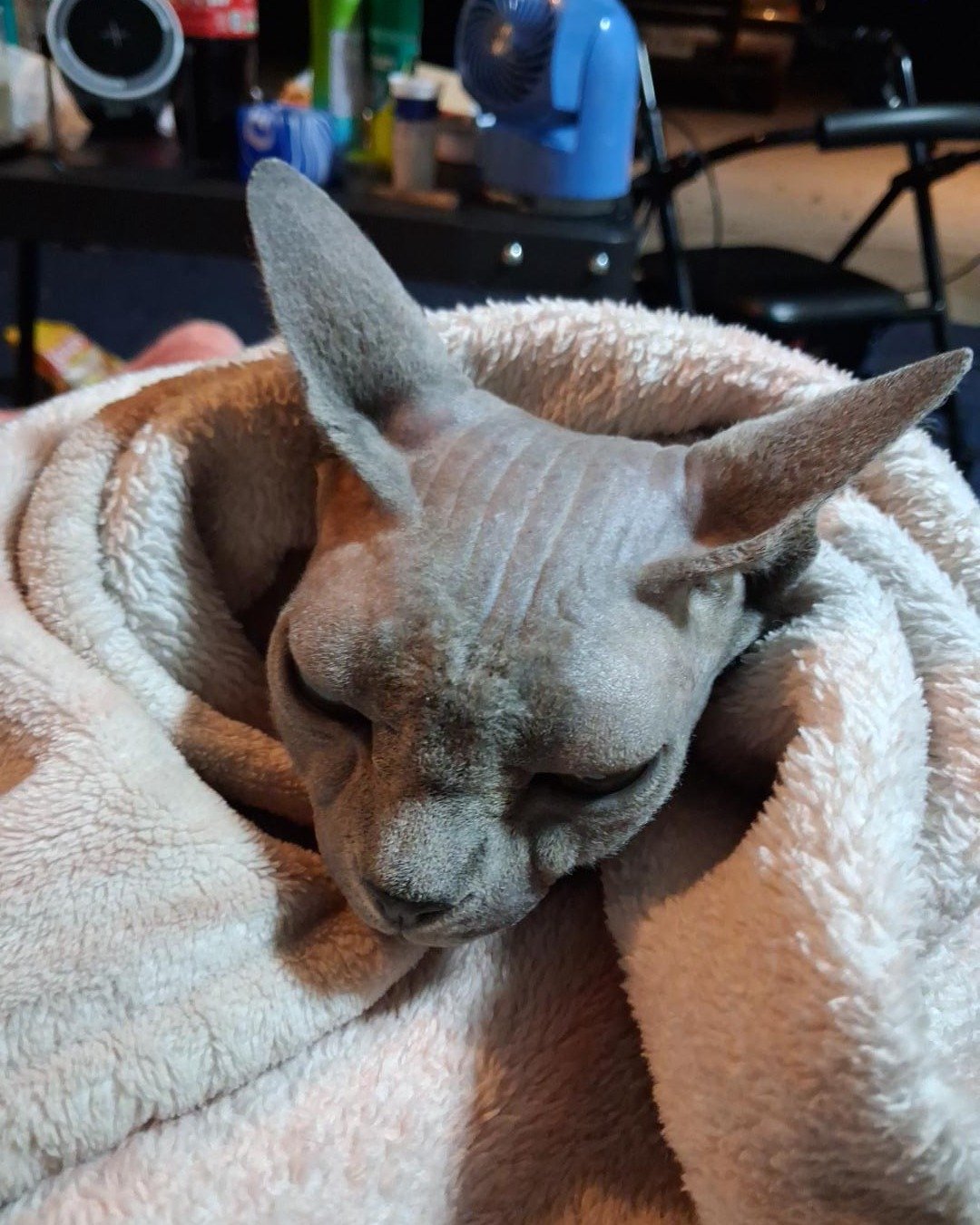 nakey the sphynx. Blanket, Kangaroo