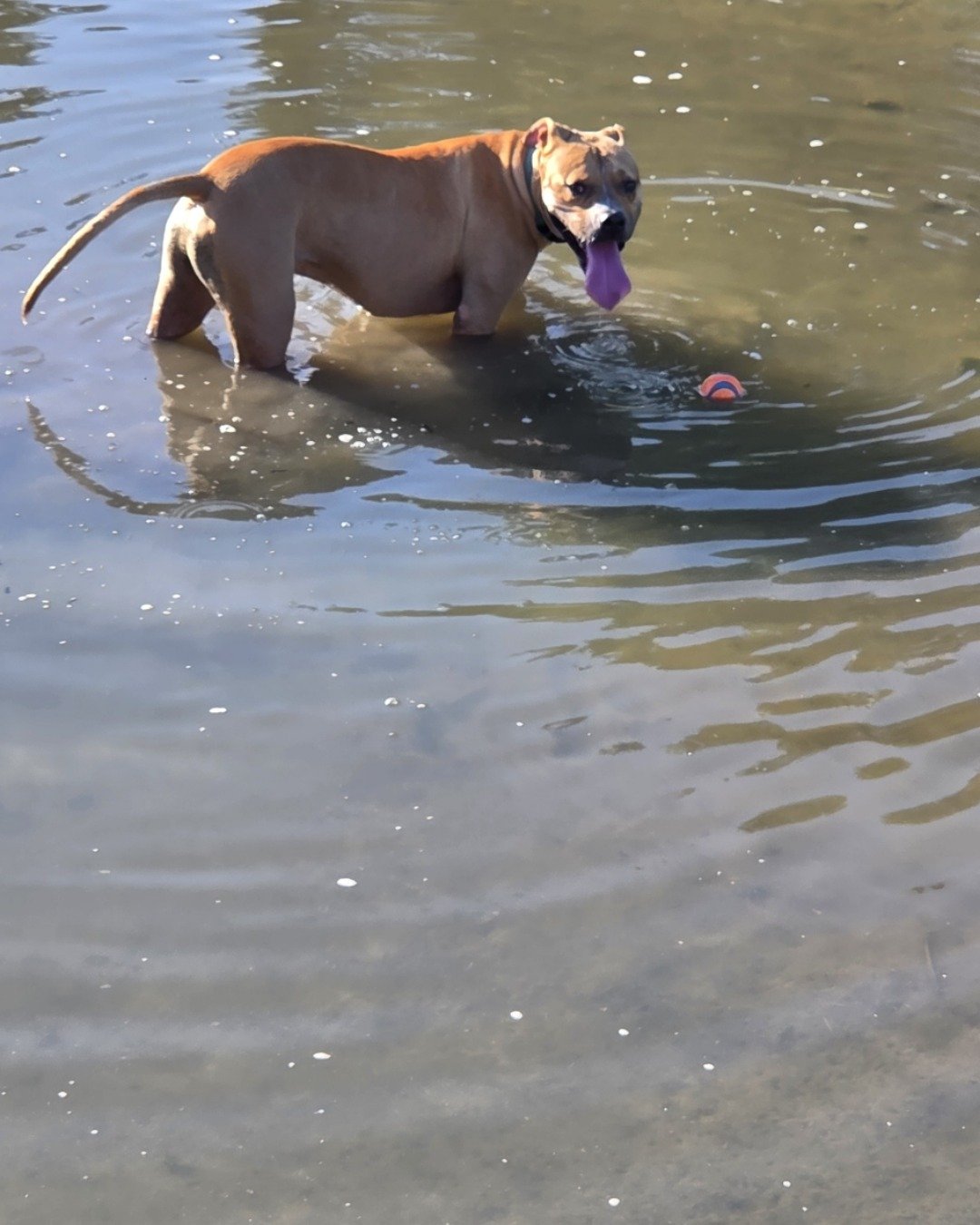 Tater the boxer mix. Nature, Outdoors, Pond, Water, Dog, Ripple