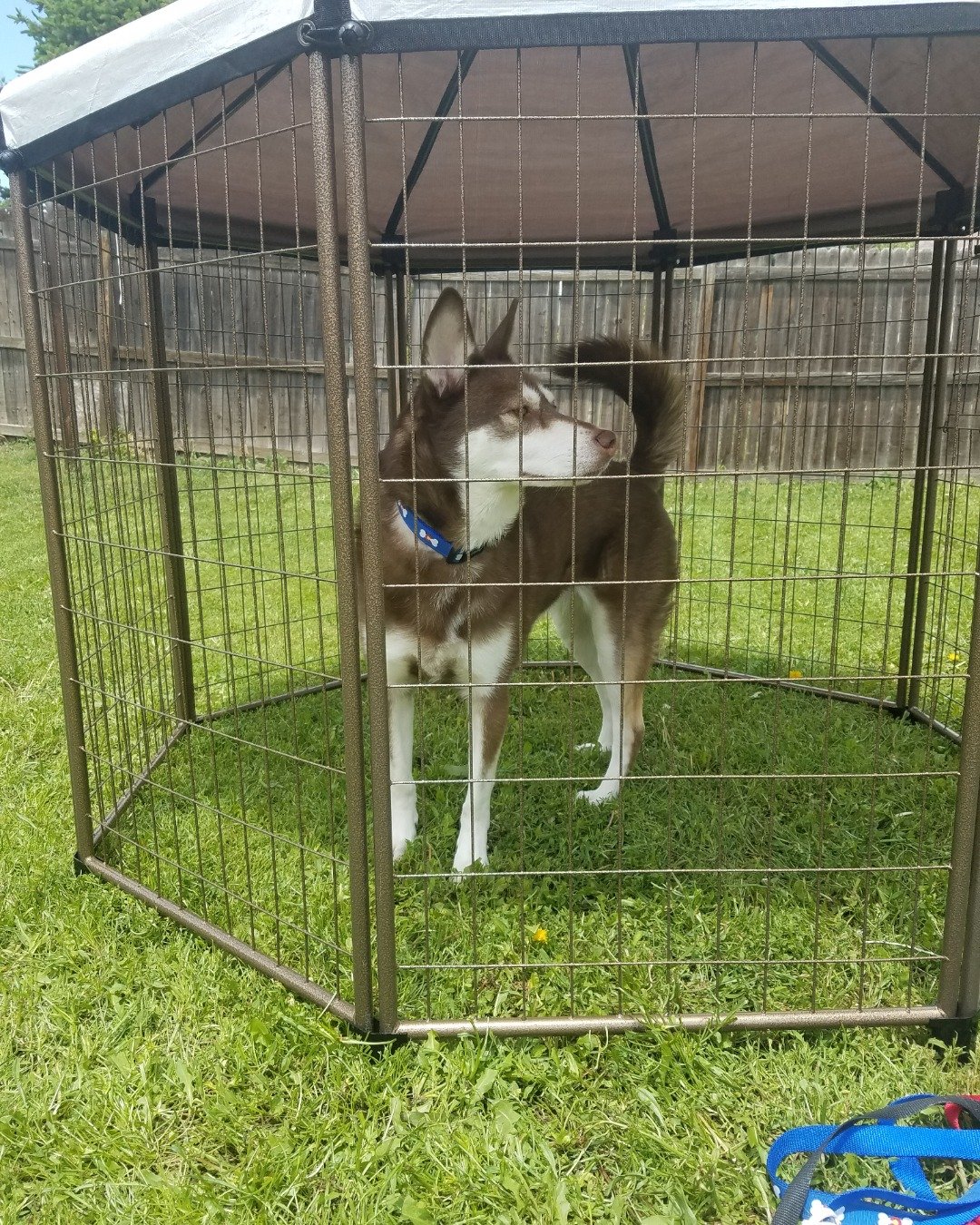 Nala the Siberian Husky — Dog, Husky