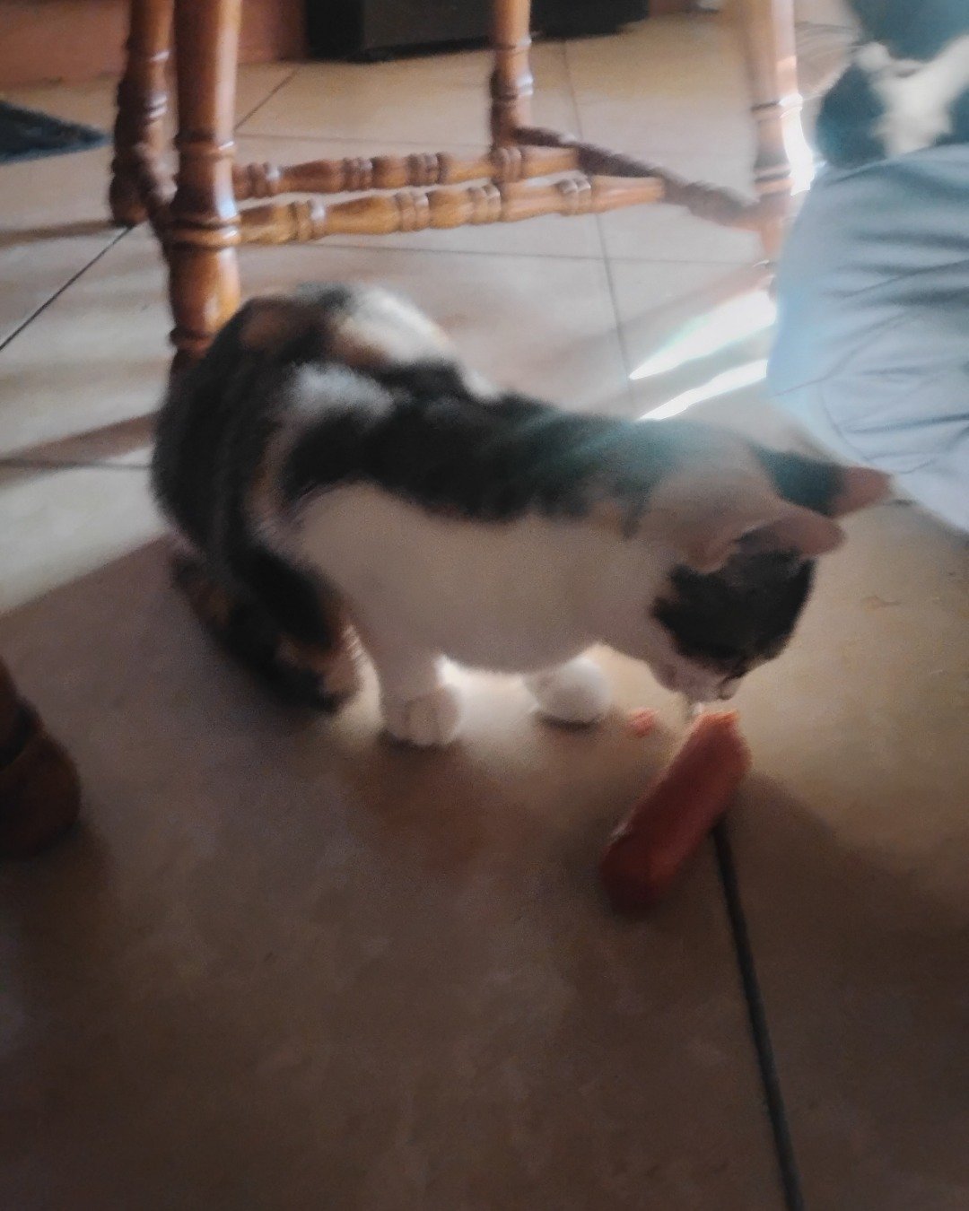 Kiki. Floor, Flooring, Cat, Manx, Dining Table, Furniture