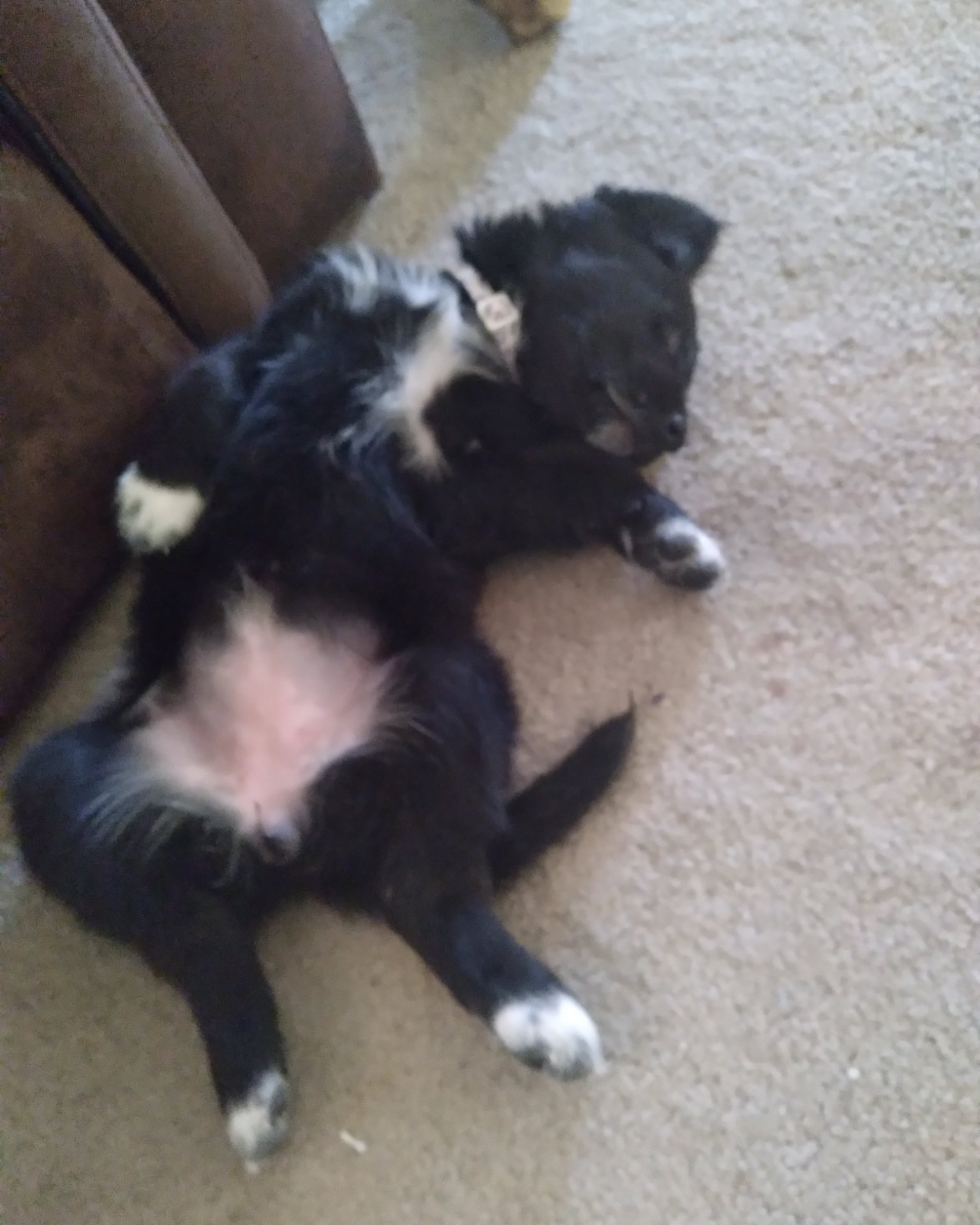 cupid the mixed. Dog, Puppy, Ball, Sport, Tennis, Tennis Ball