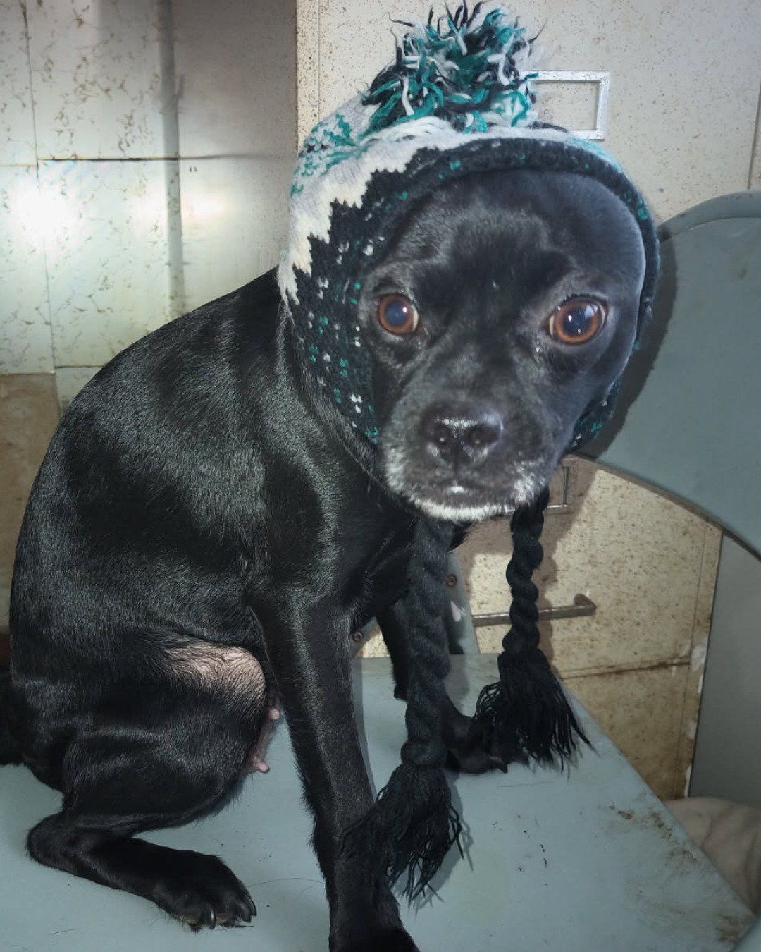aveil and Neriah the pugzu. Clothing, Hat, Dog, Cap, Puppy