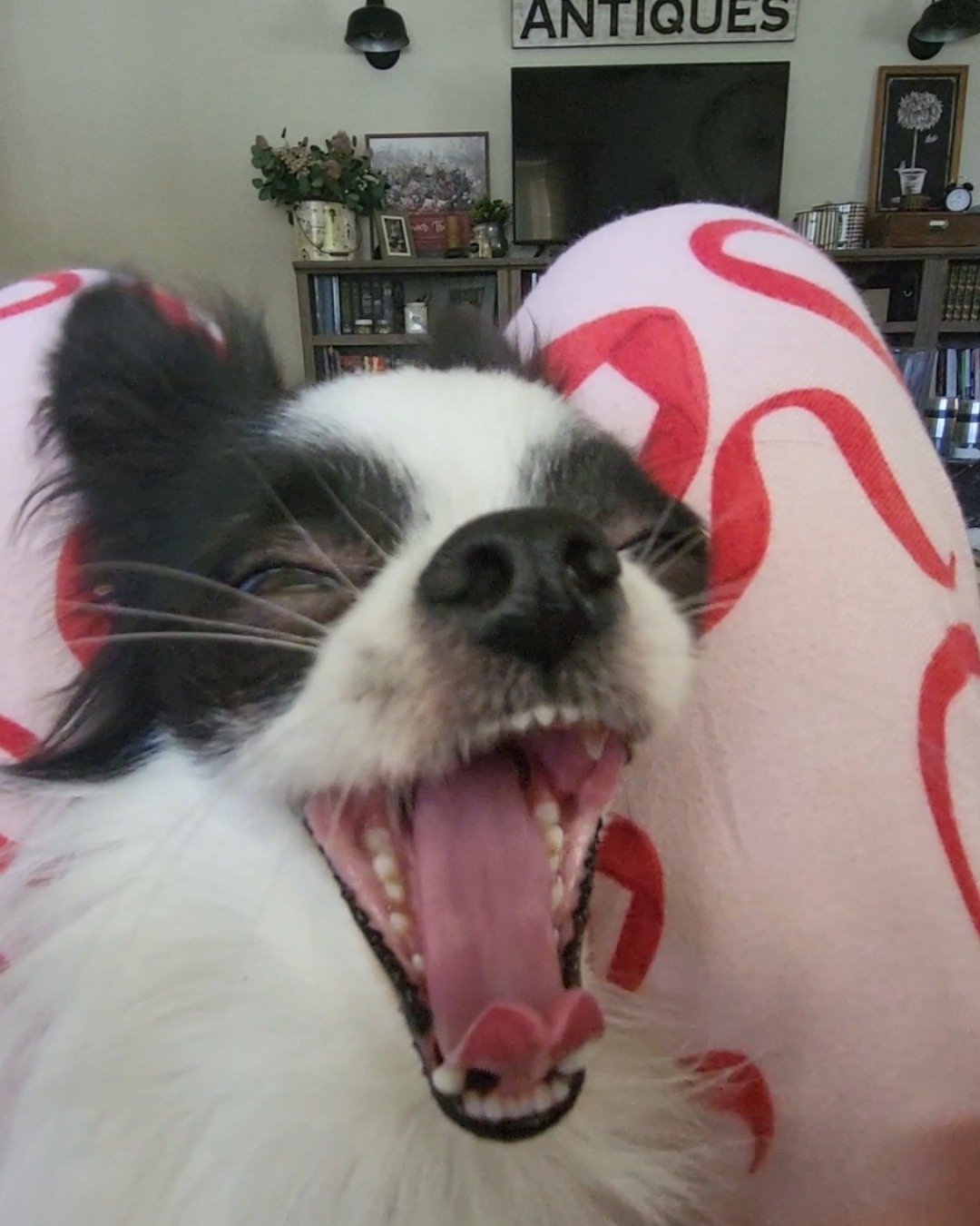 Danny the Long haired Chihuahua. Cushion, Home Decor, Dog, Puppy, Plant, Potted Plant
