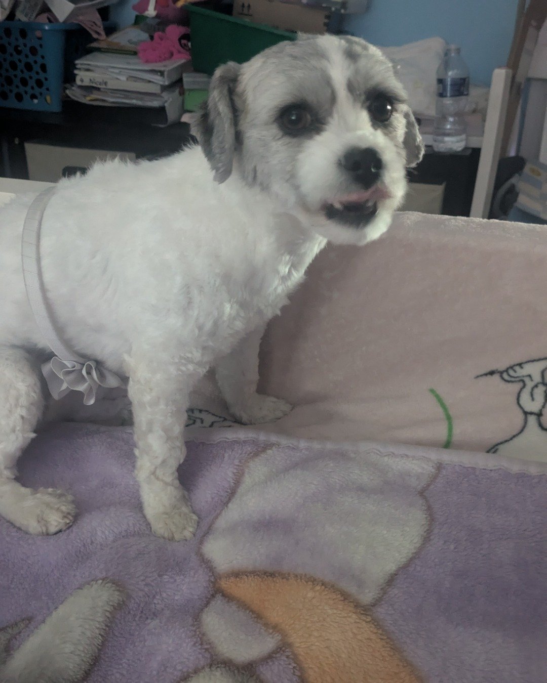 yogi!. Dog, Puppy, White Dog, Couch, Furniture, Cushion