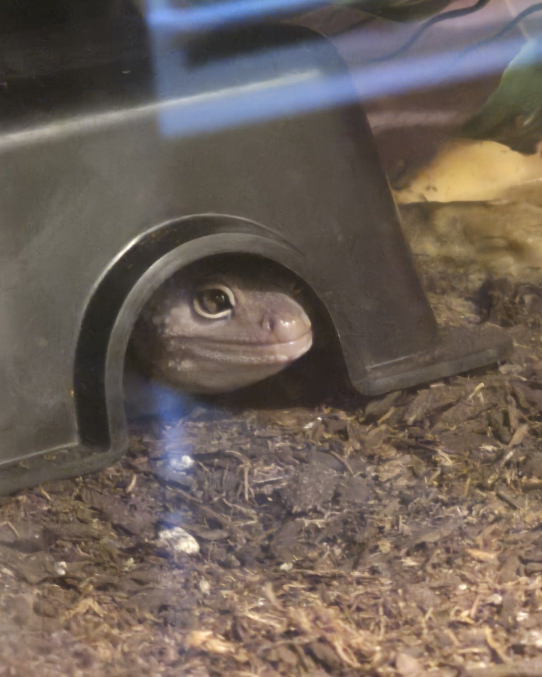 crystal the blizzard lepord gecko. Gecko, Lizard, Reptile, Anole