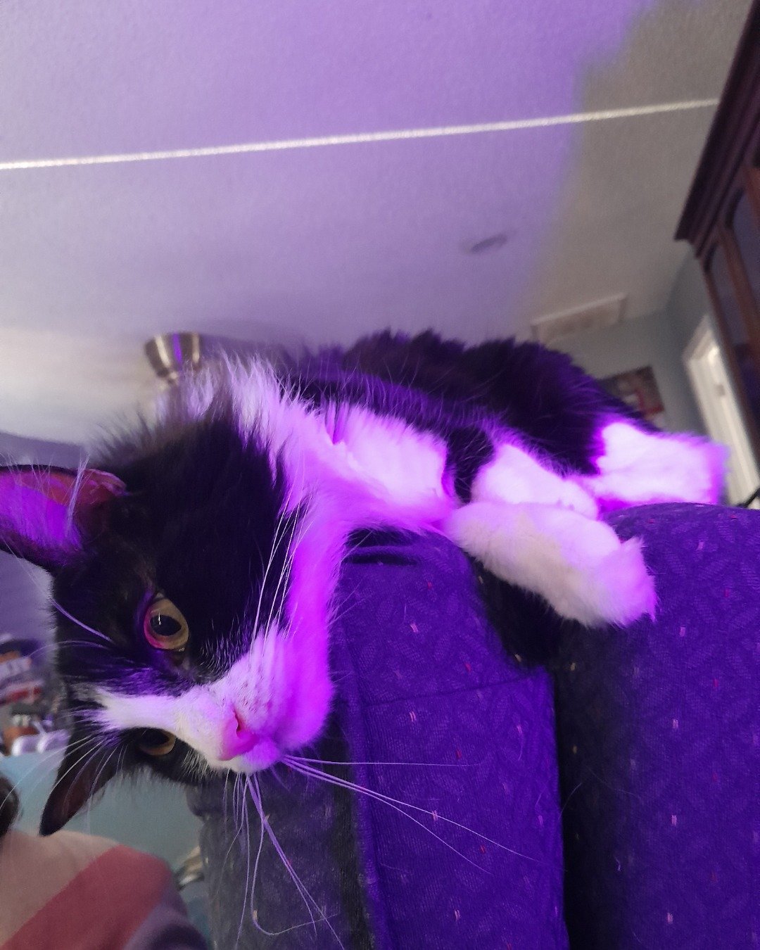 Day the Tuxedo. Purple, Couch, Furniture, Cat, Kitten, Person