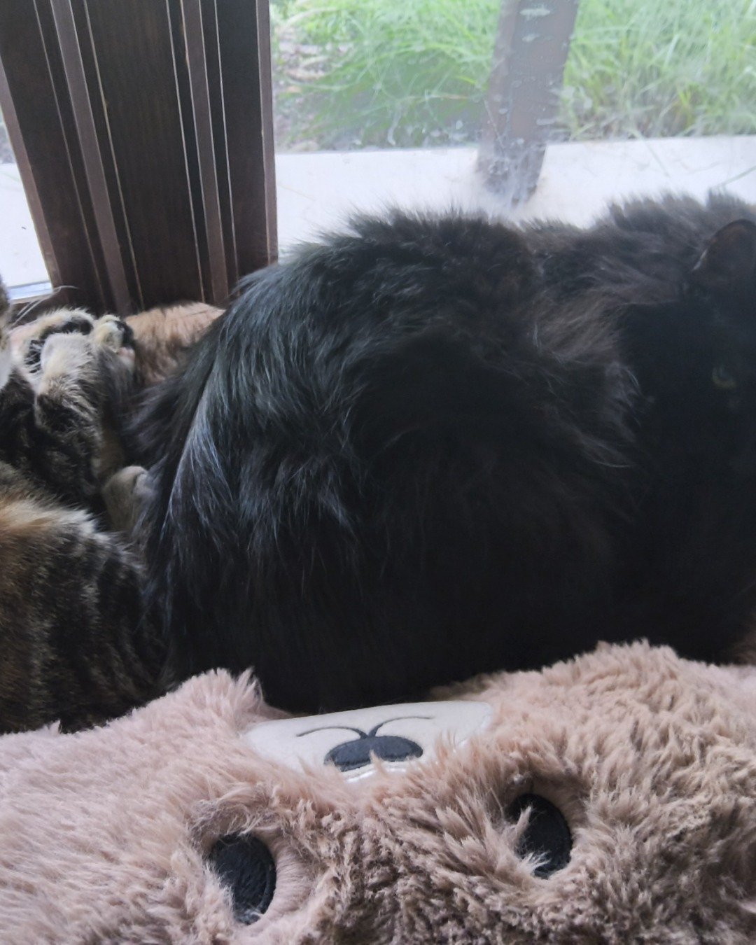 pablo, bk, marceline, kaiju the Labrador retriever, Bengal tabby, Grey cat, black cat. Couch, Furniture, Dog, Cat