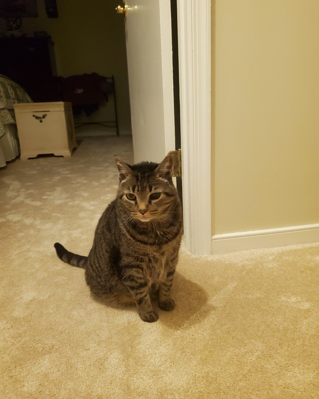 seeker the idk I don't study them like that. Floor, Flooring, Drawer, Furniture, Cat, Wood
