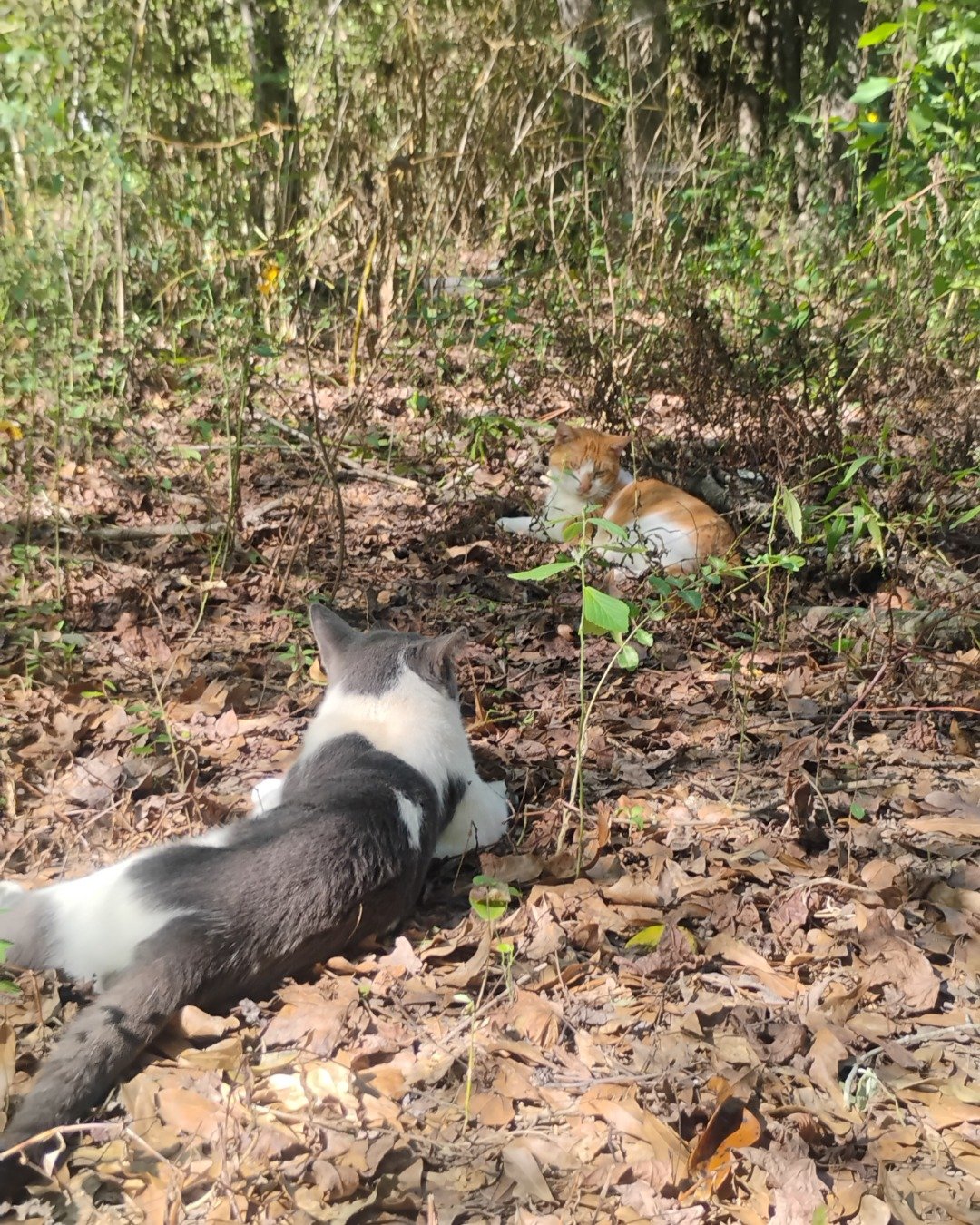storm and Peaches the cats. Plant, Vegetation, Soil, Jungle, Nature, Outdoors