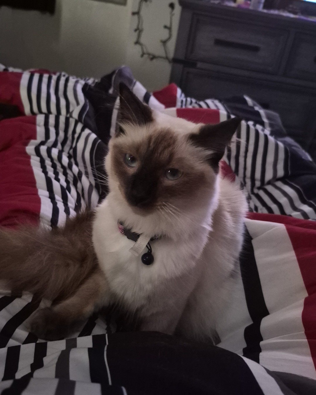 molly the siamese mix. Cushion, Home Decor, Furniture, Cat, Bed, Bedroom