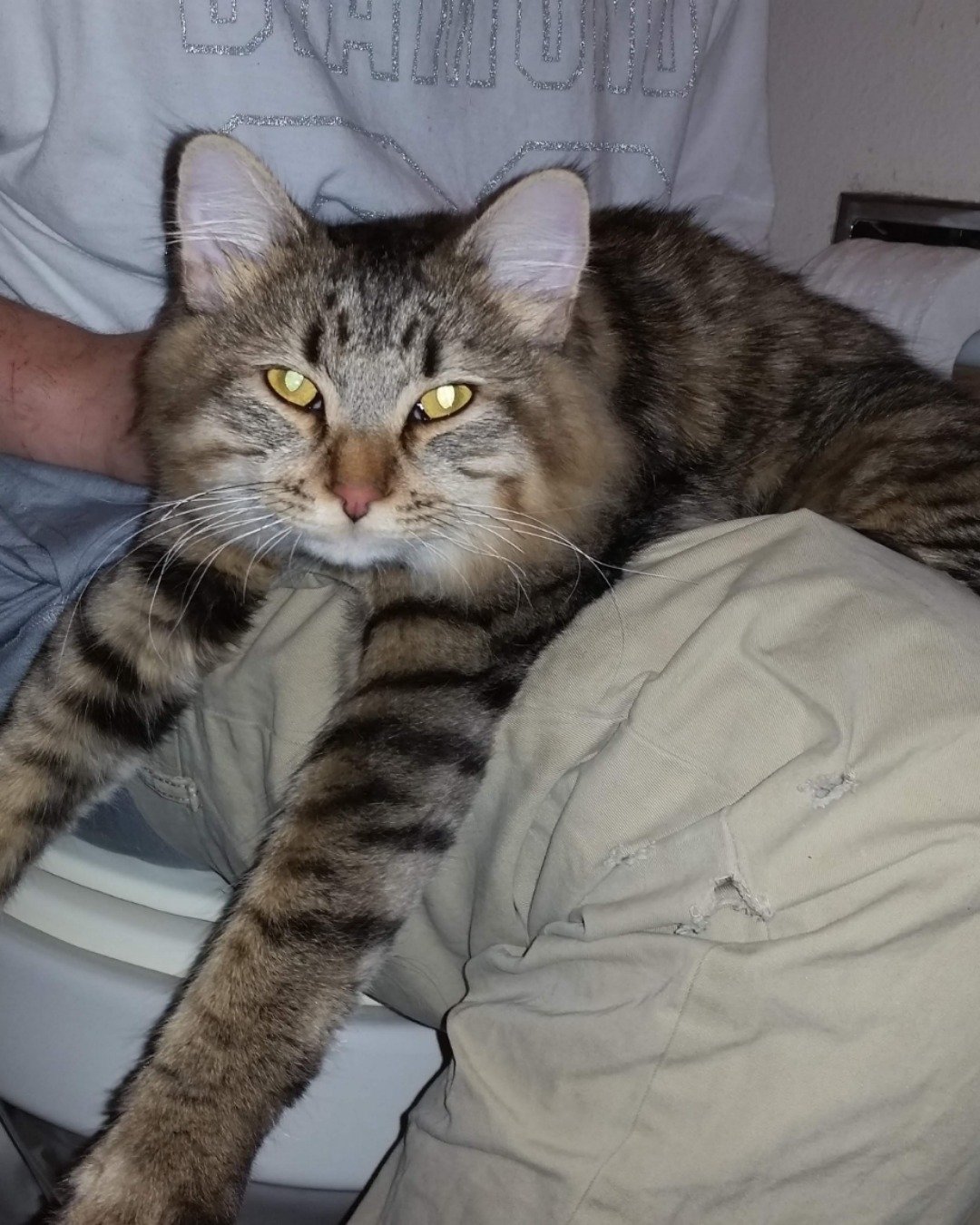 Booey; Baby Boy; Ka-Booey; Boo-Titters the MaineCoon Mix, Tabby. Cat, Indoors
