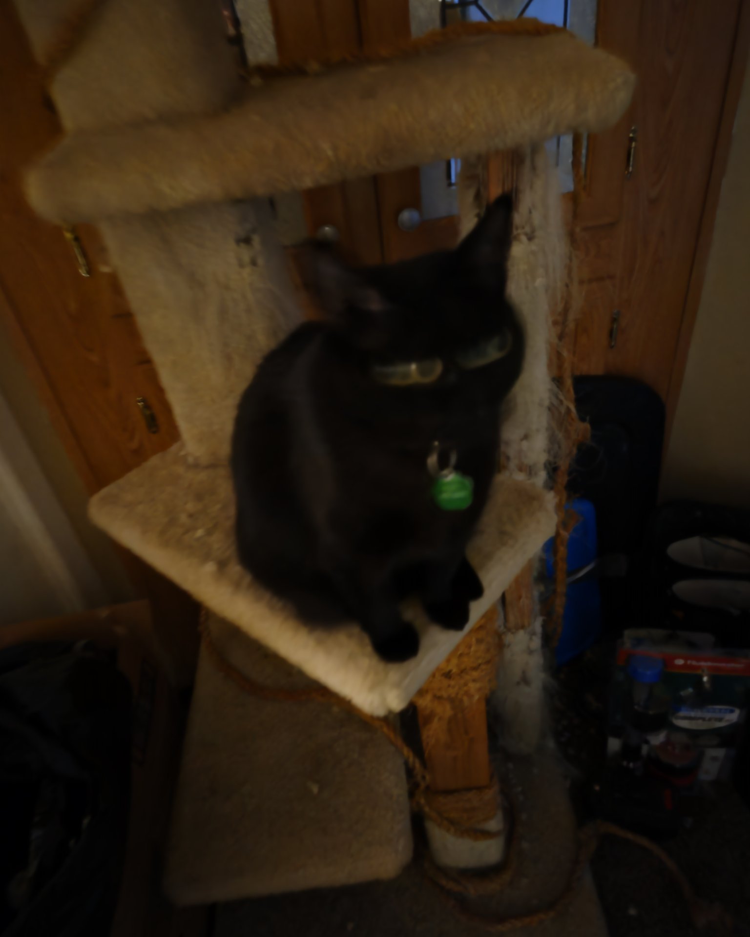 Twix the black cat. Furniture, Chair, Wood, Cat, Plywood, Armchair