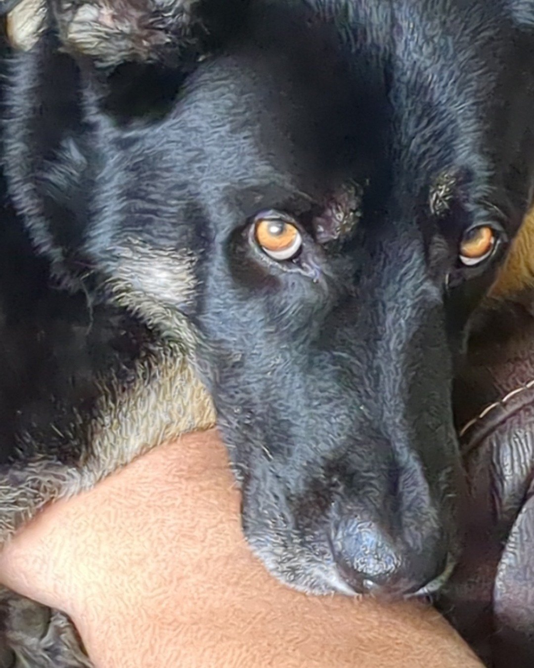 Spike the German Shepherd. Dog, Puppy, Hound, German Shepherd