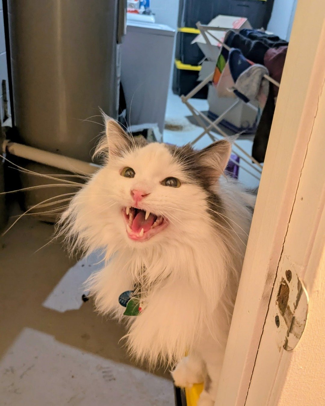 Twinkie the Maine Coon/Ragdoll. Door, Floor, Architecture, Building, Outdoors, Shelter