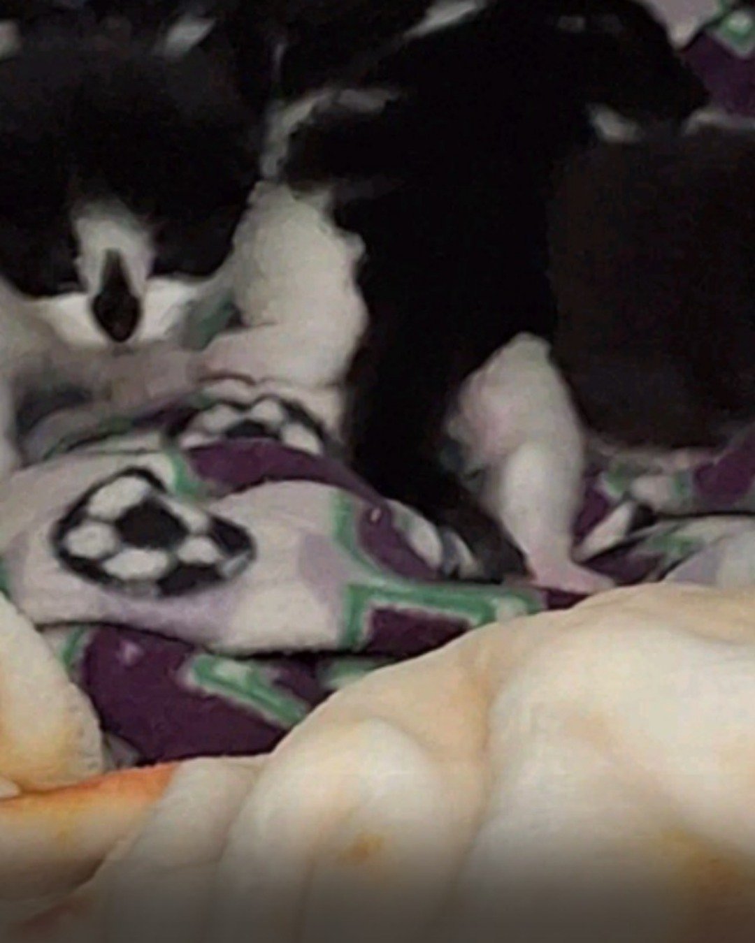 Oro the Tuxedo. Cat, Kitten, Dog, Puppy, Person, Sleeping