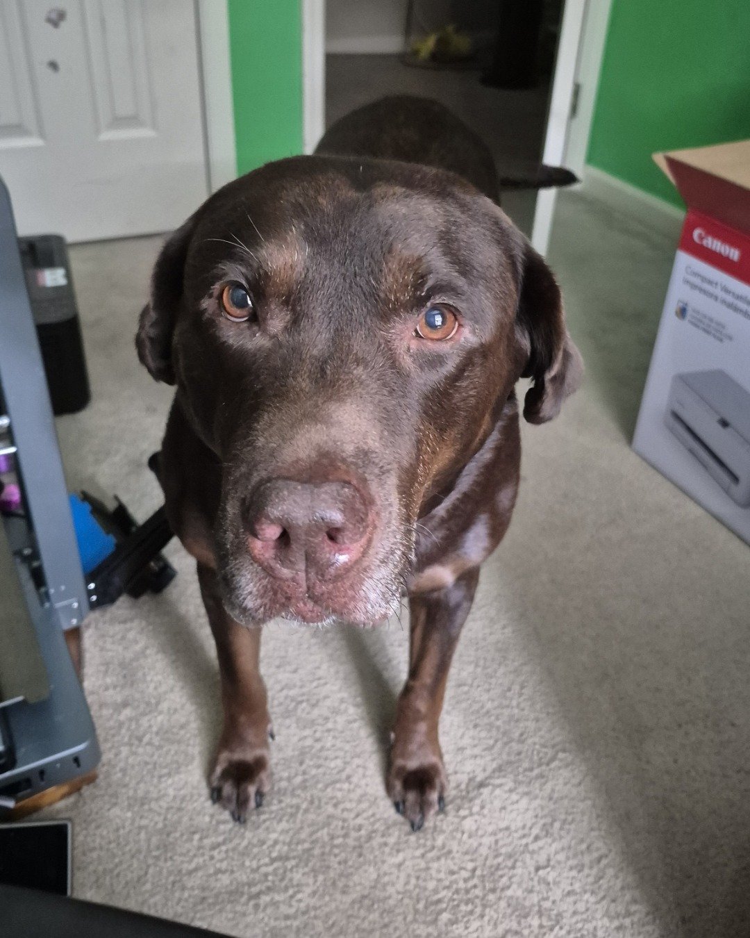Roscoe the chocolate lab. Dog, Puppy, Labrador Retriever, Hound