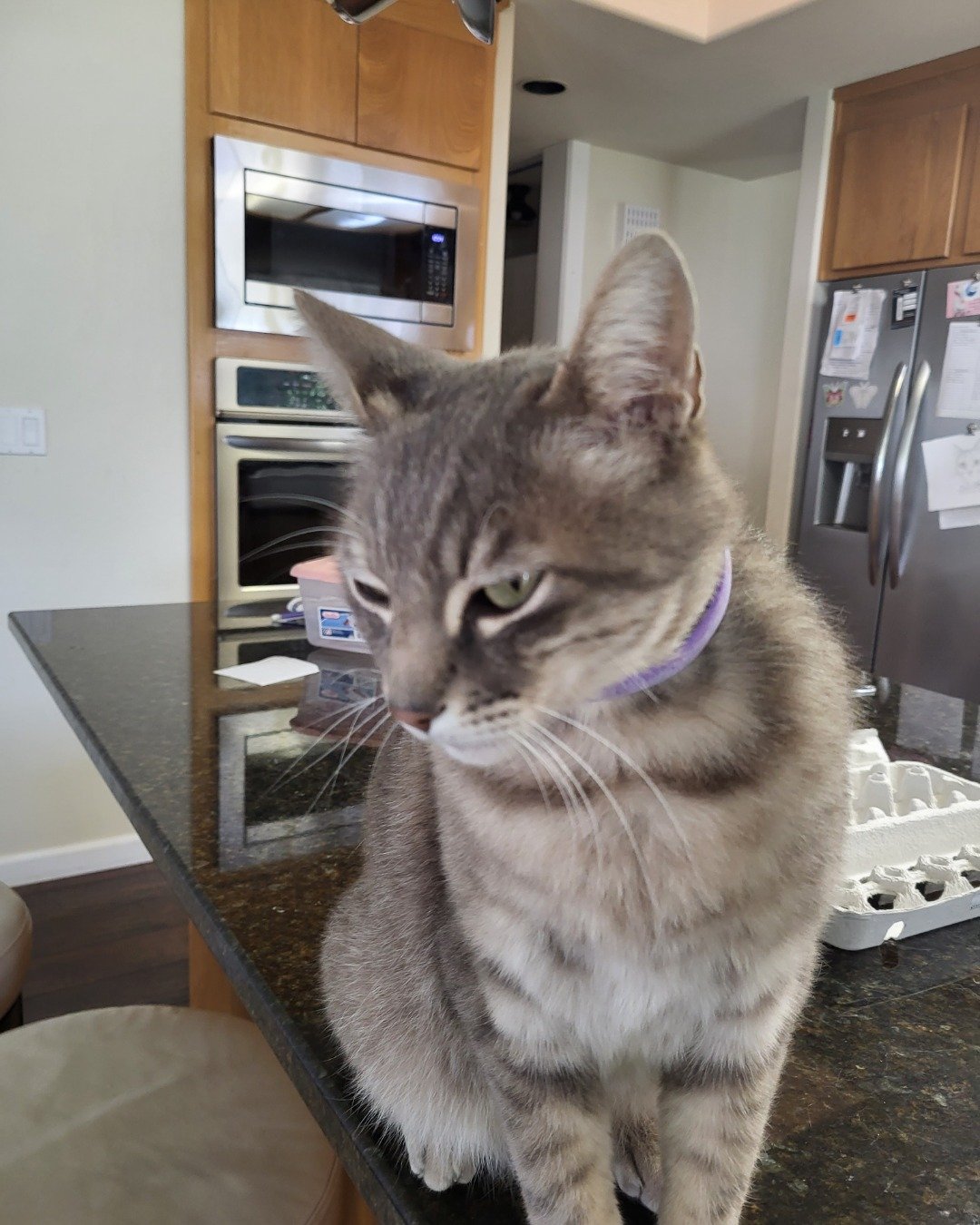 Jack the Tabby. Appliance, Device, Electrical Device, Microwave, Oven, Cat